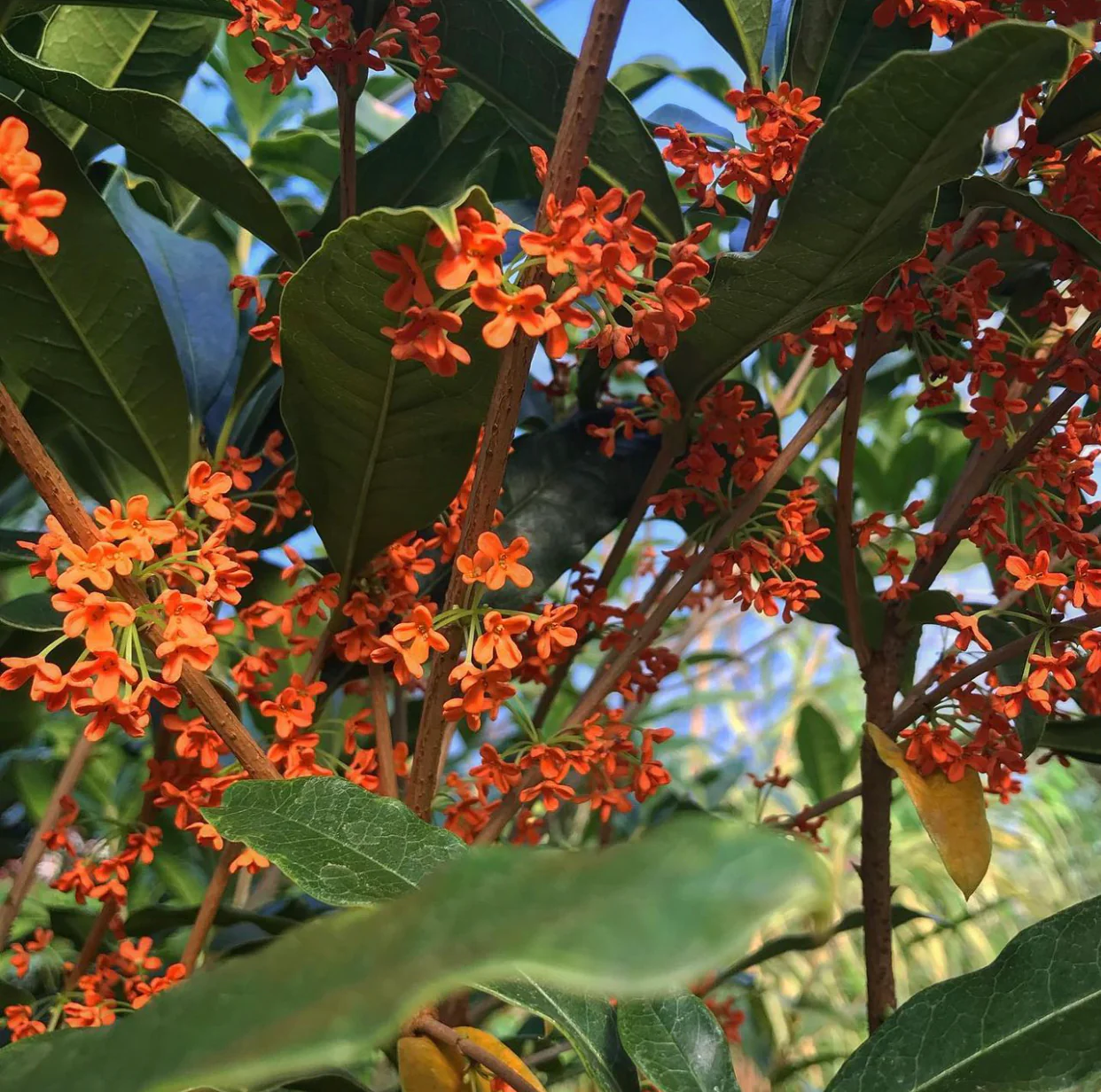 Osmanthus fragrans var. aurantiacus 'Beni Kin Mokusei'