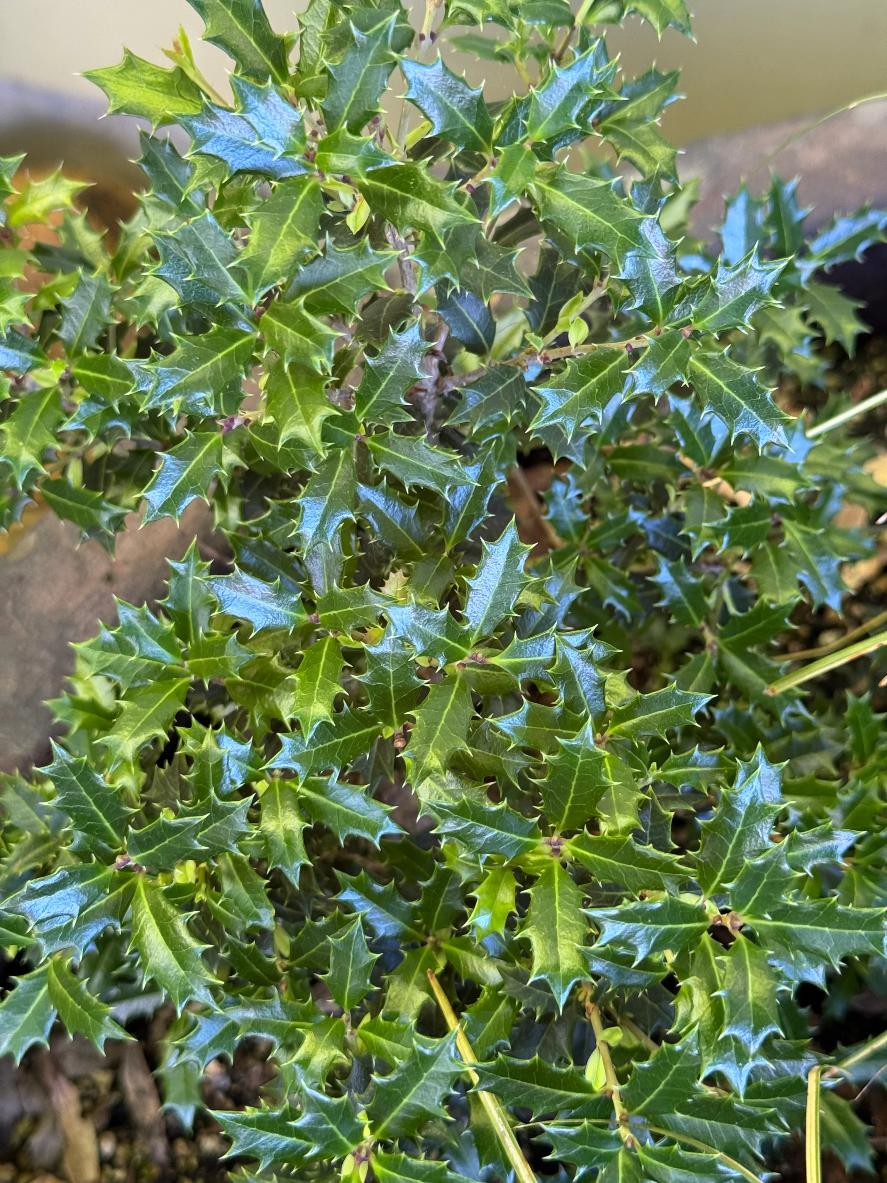 Osmanthus heterophyllus 'Kaori Hime' - Image 2