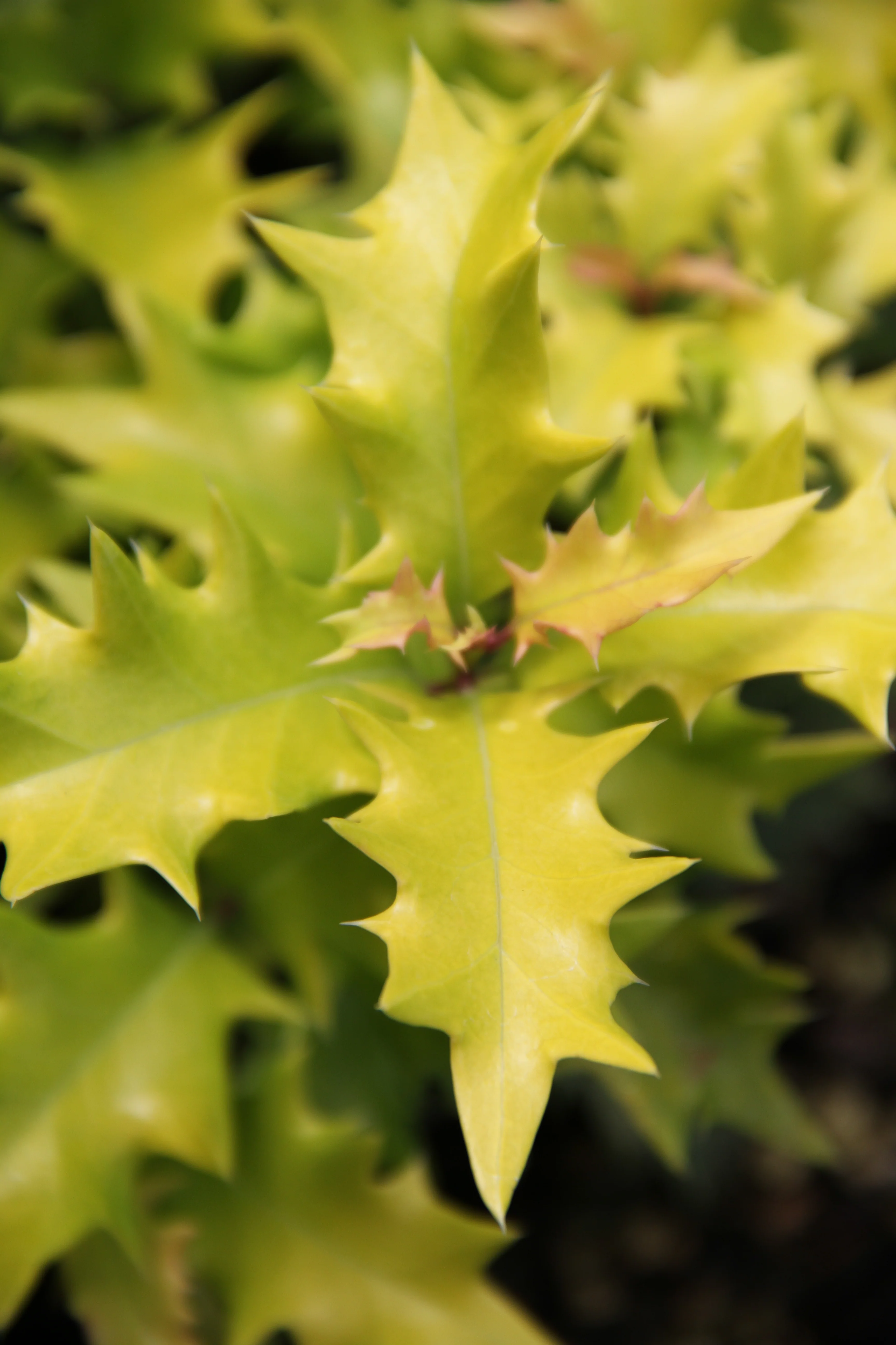 *RETAIL - Osmanthus heterophyllus 'Ogon' - Image 2
