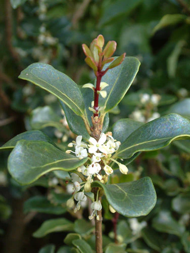 Osmanthus heterophyllus 'Rotundifolius'
