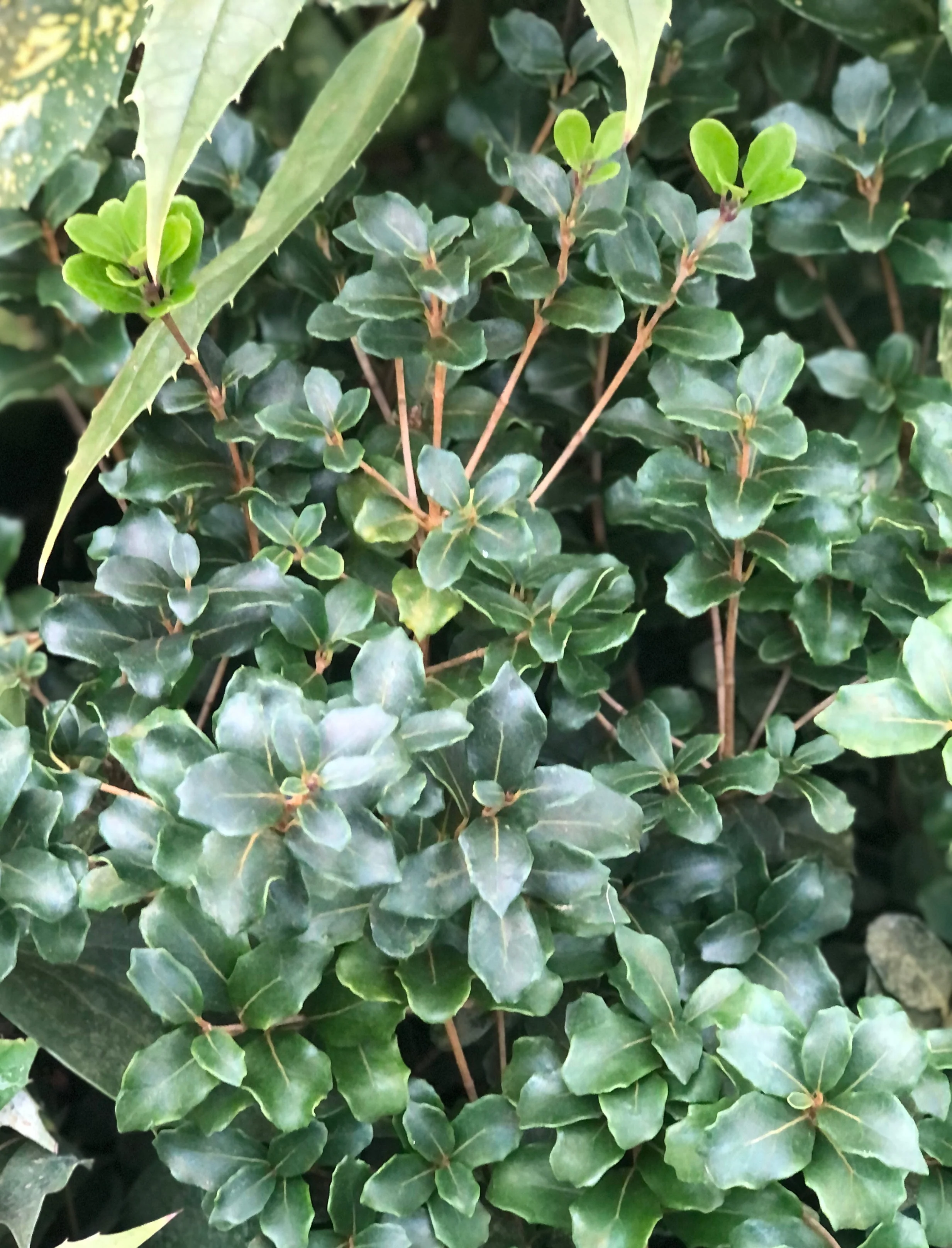 Osmanthus heterophyllus 'Rotundifolius' - Image 2