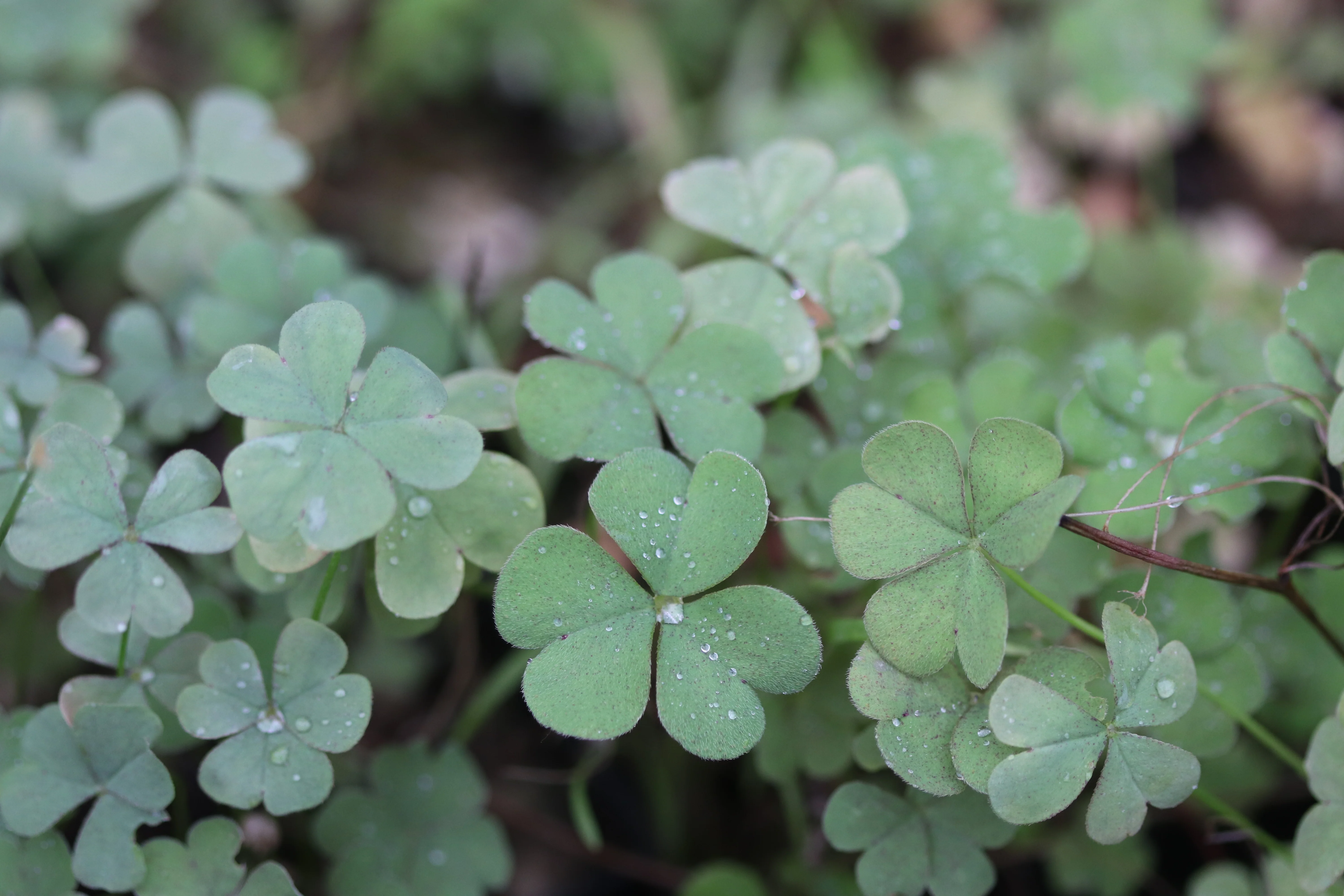 Oxalis articulata f. crassipes 'Alba'
