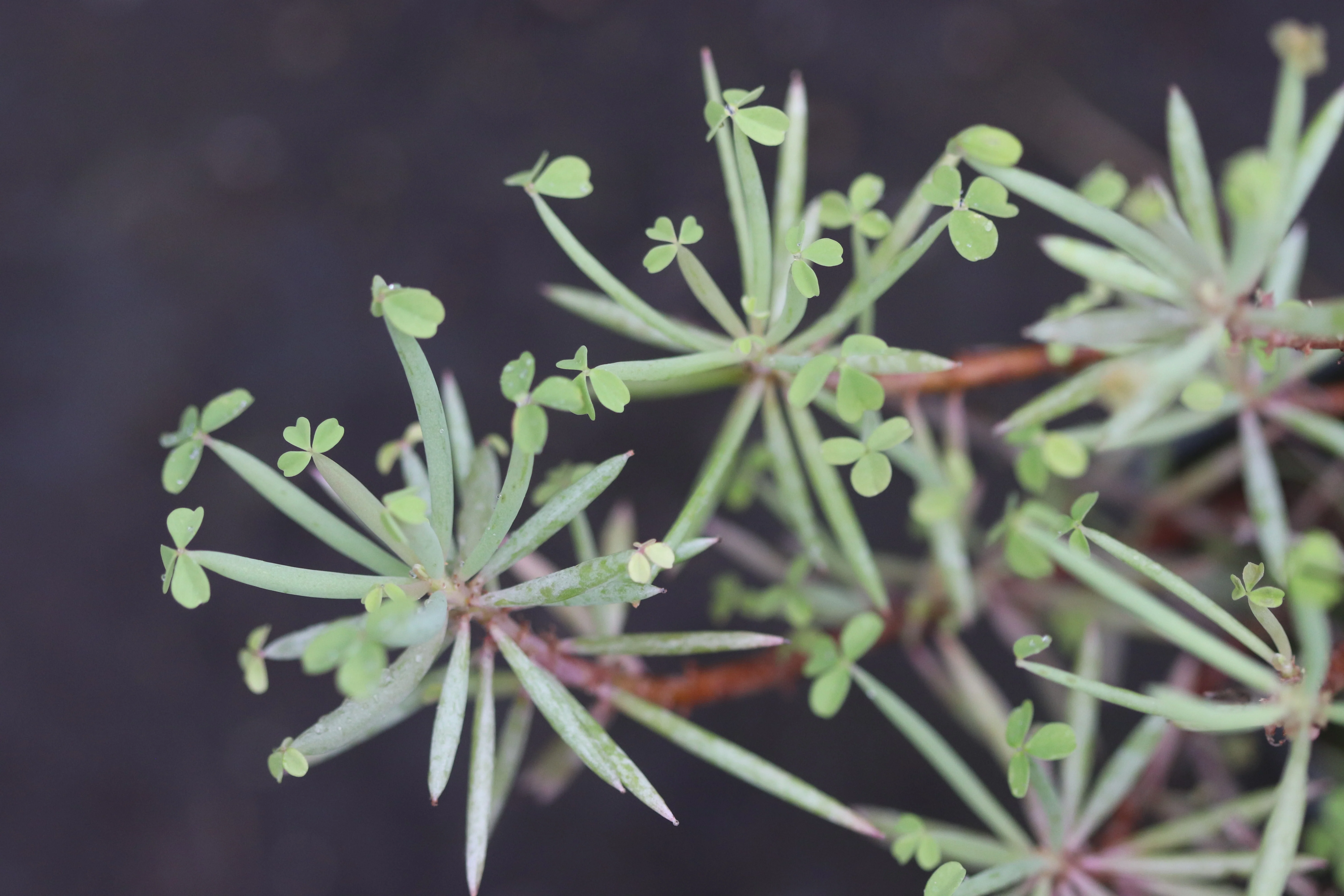 Oxalis herrerae - Image 2