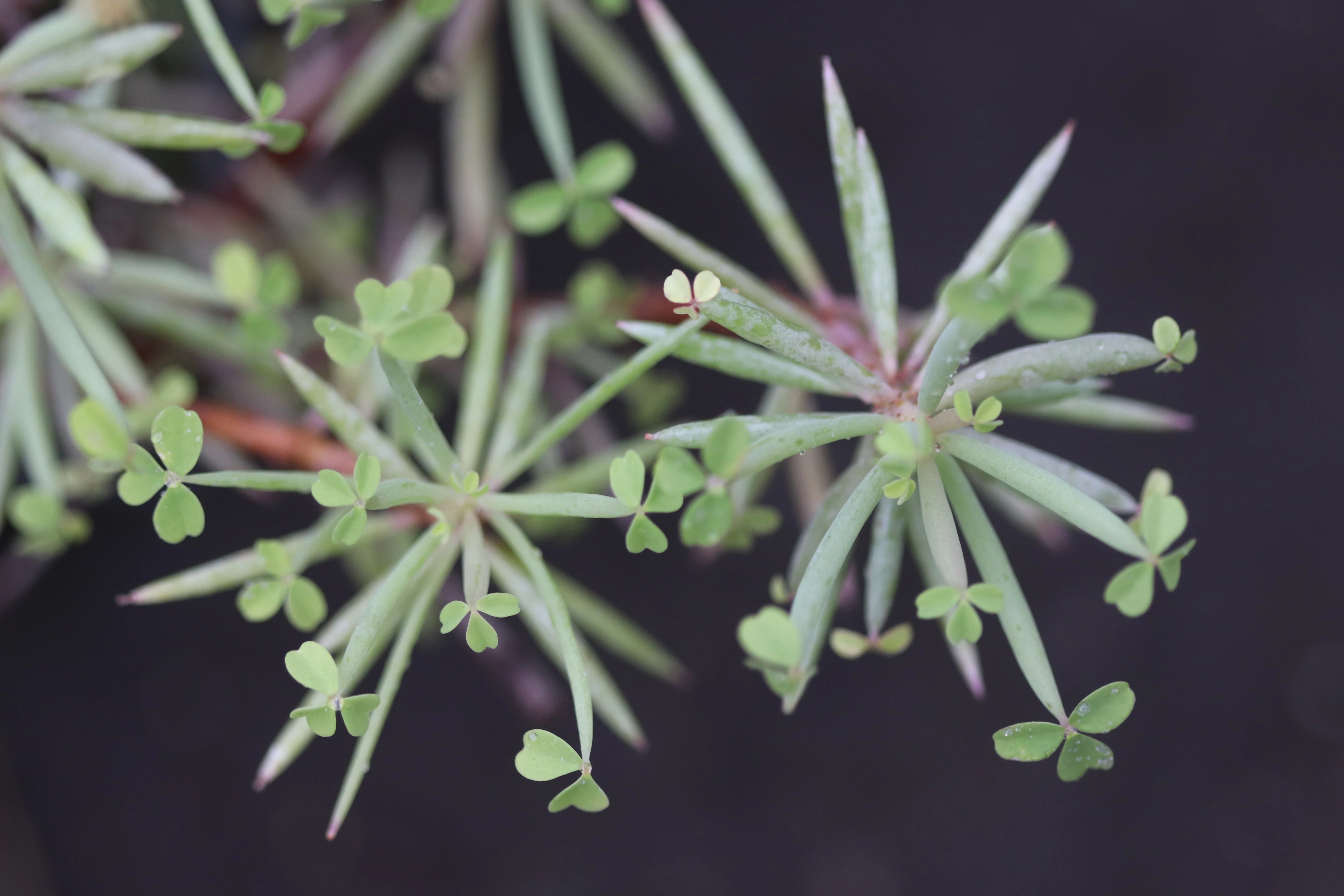 Oxalis herrerae - Image 3