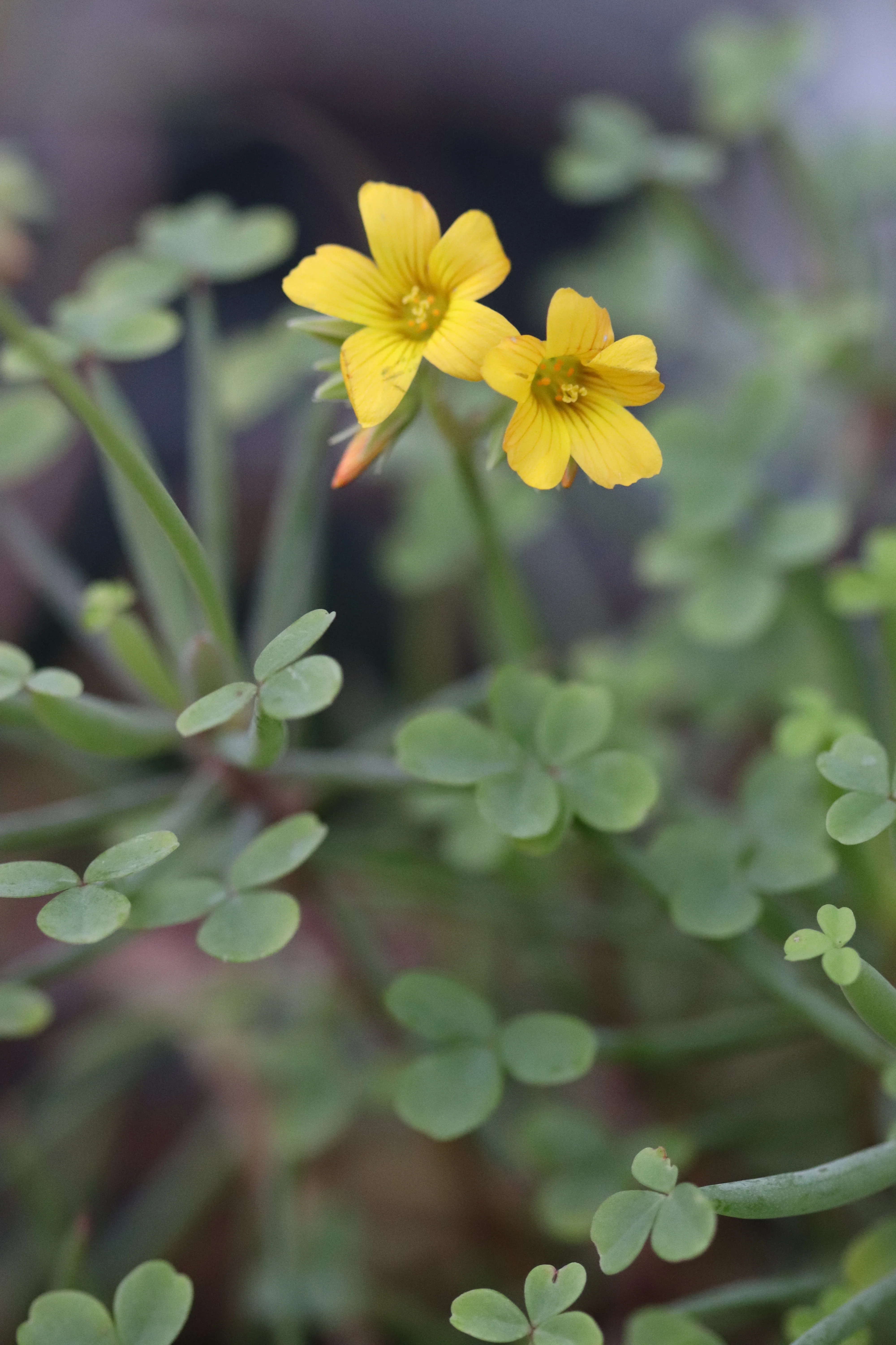 Oxalis herrerae - Image 4