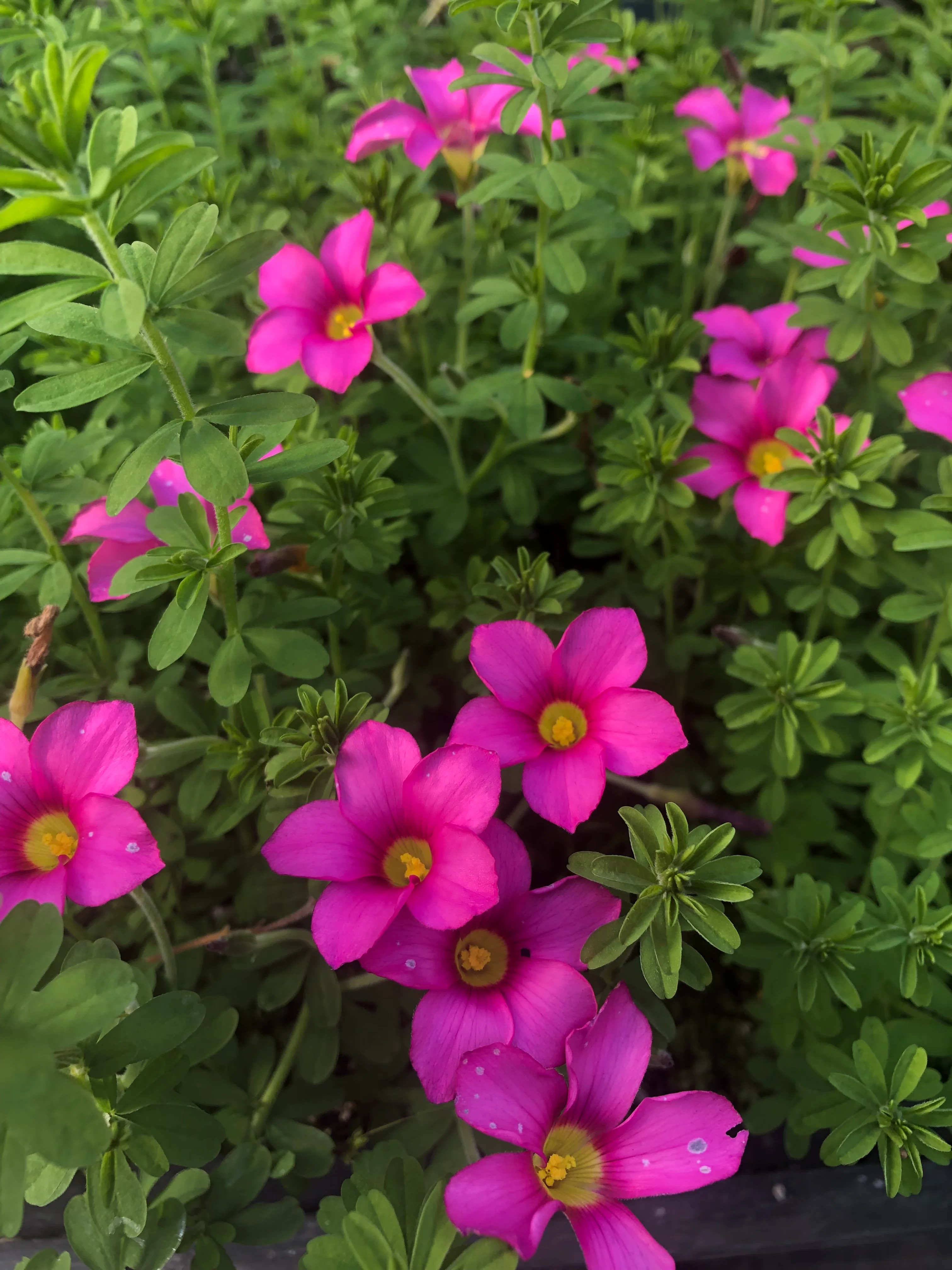 Oxalis hirta