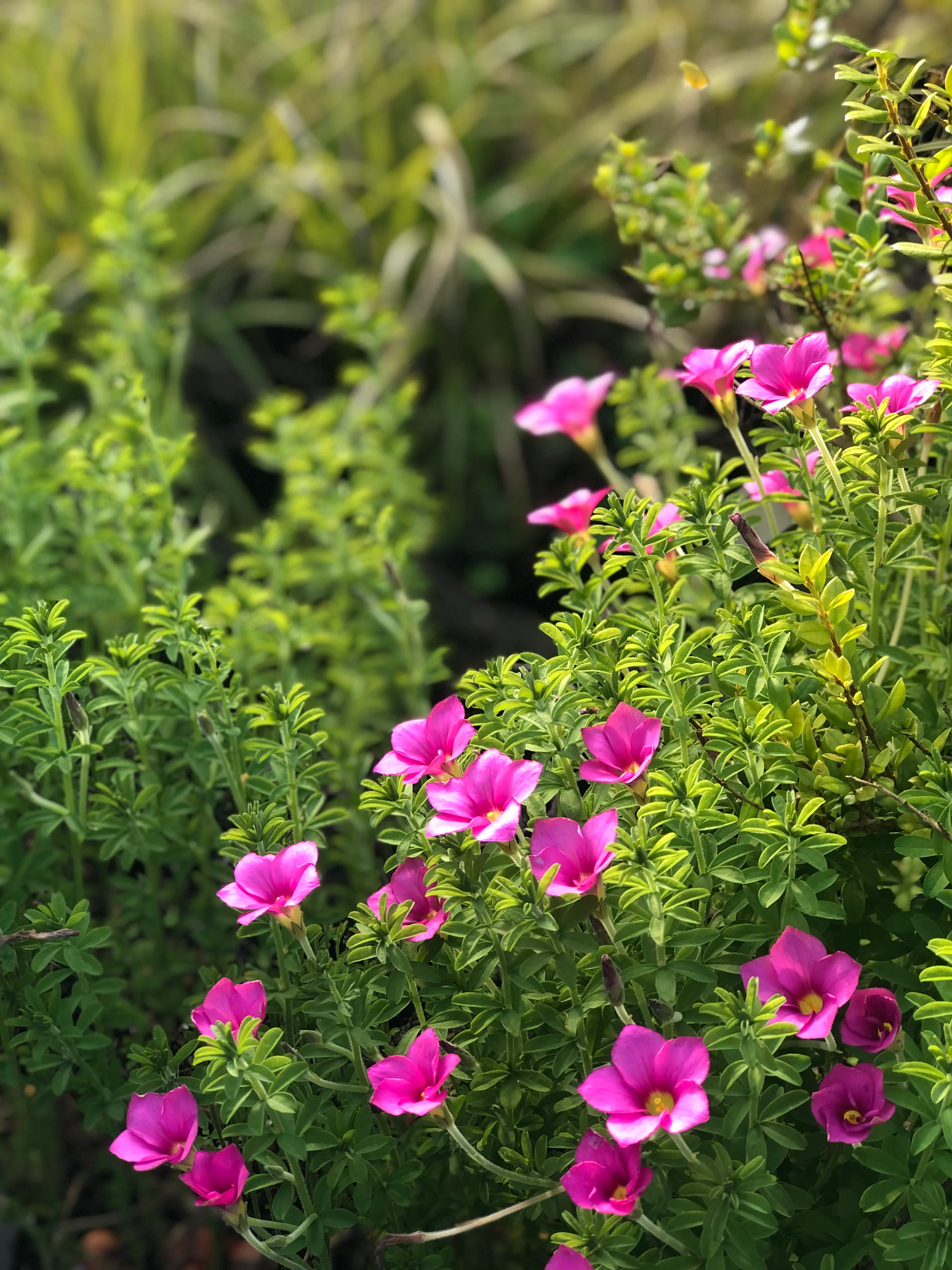 Oxalis hirta - Image 2