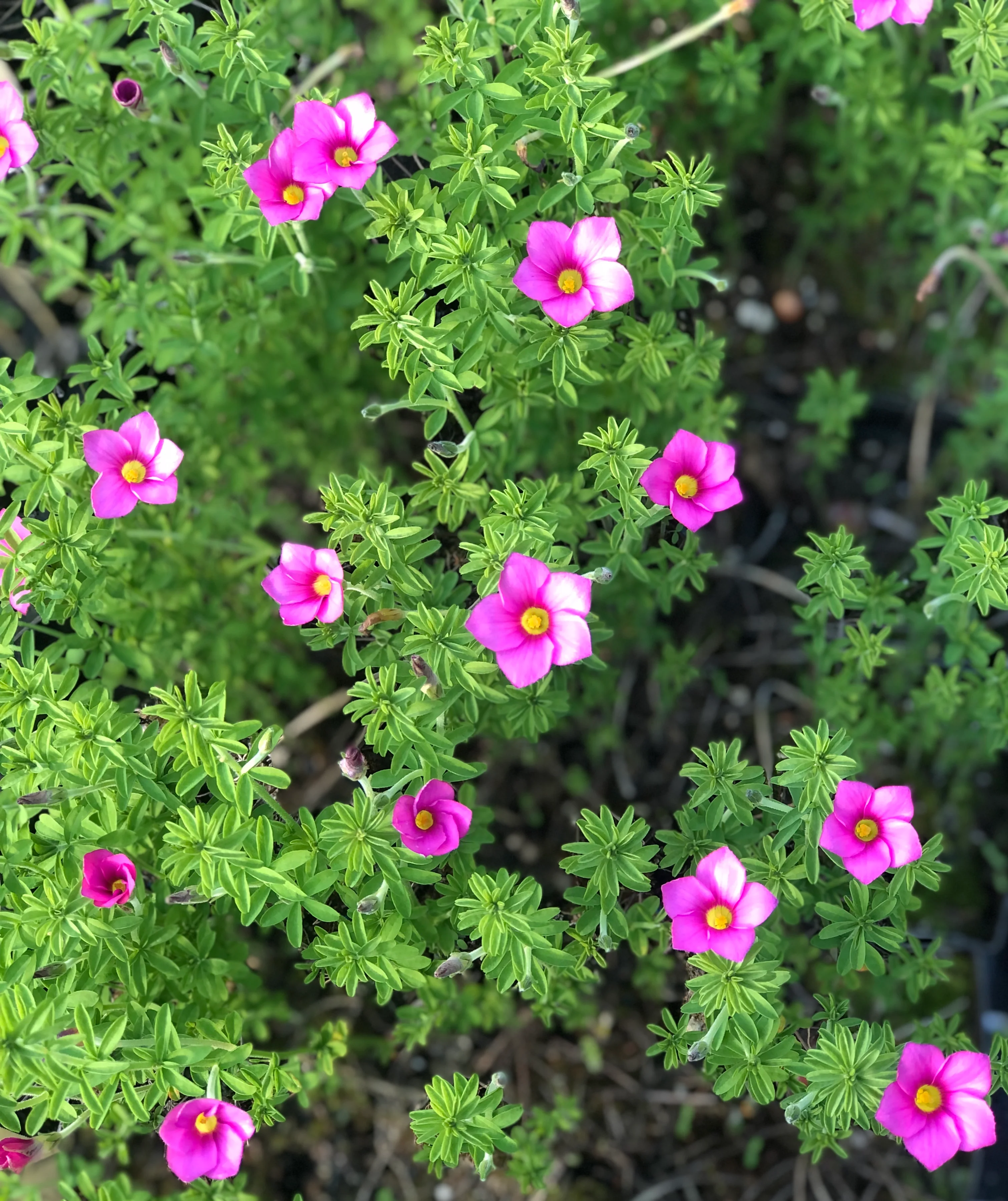 Oxalis hirta - Image 3