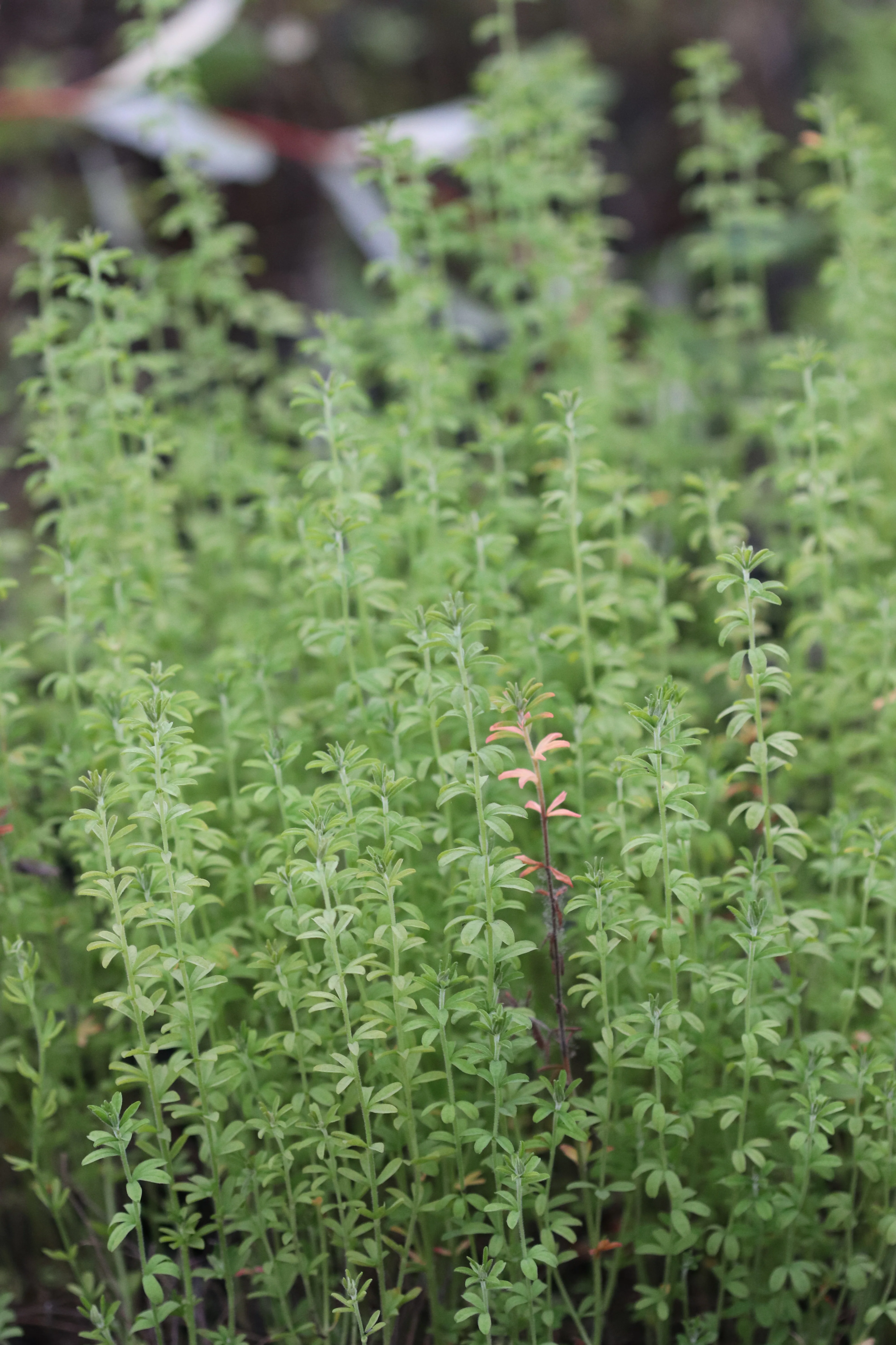 Oxalis hirta - Image 4