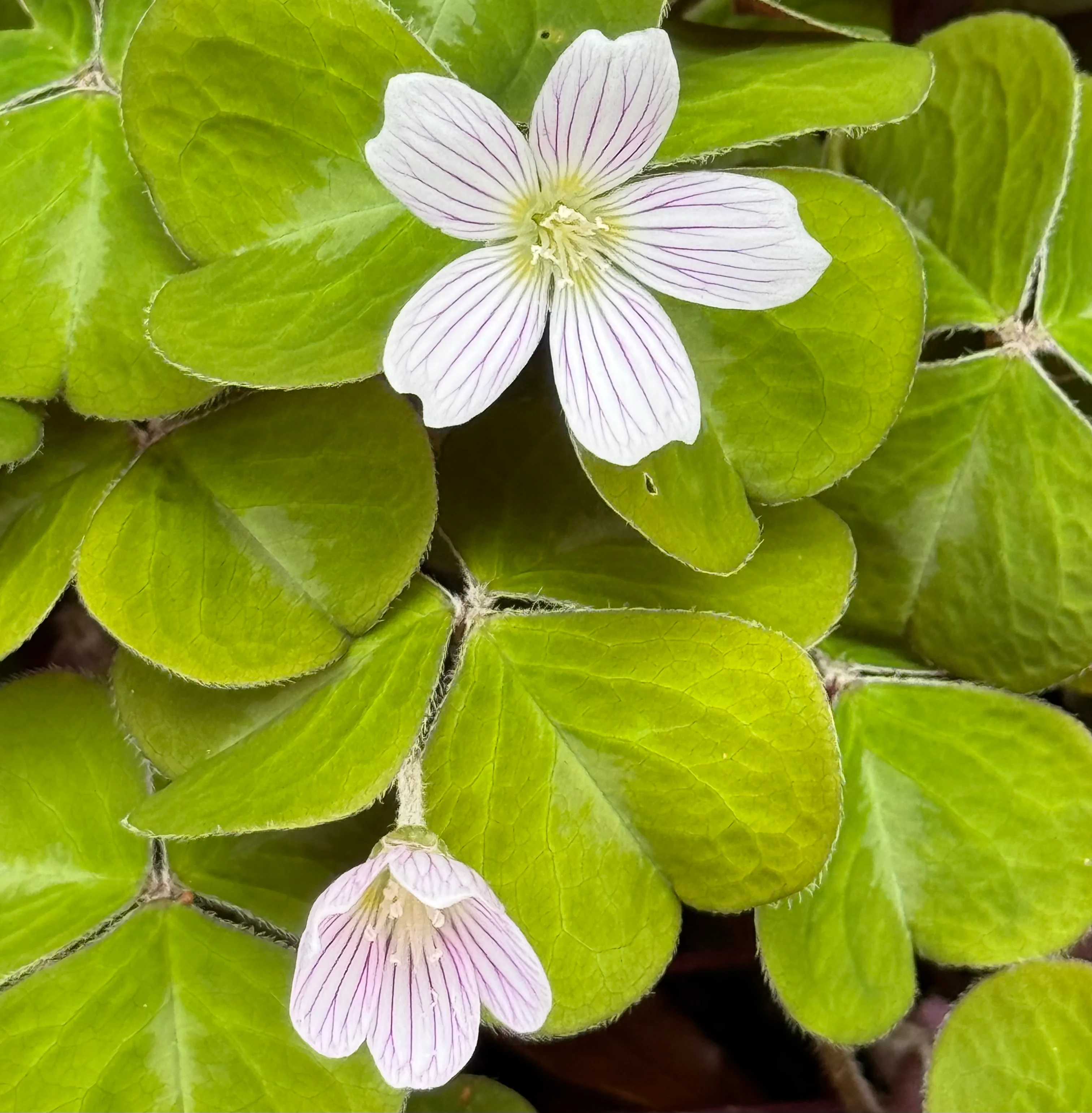 *RETAIL - Oxalis oregana 'Klamath Ruby' - Image 2