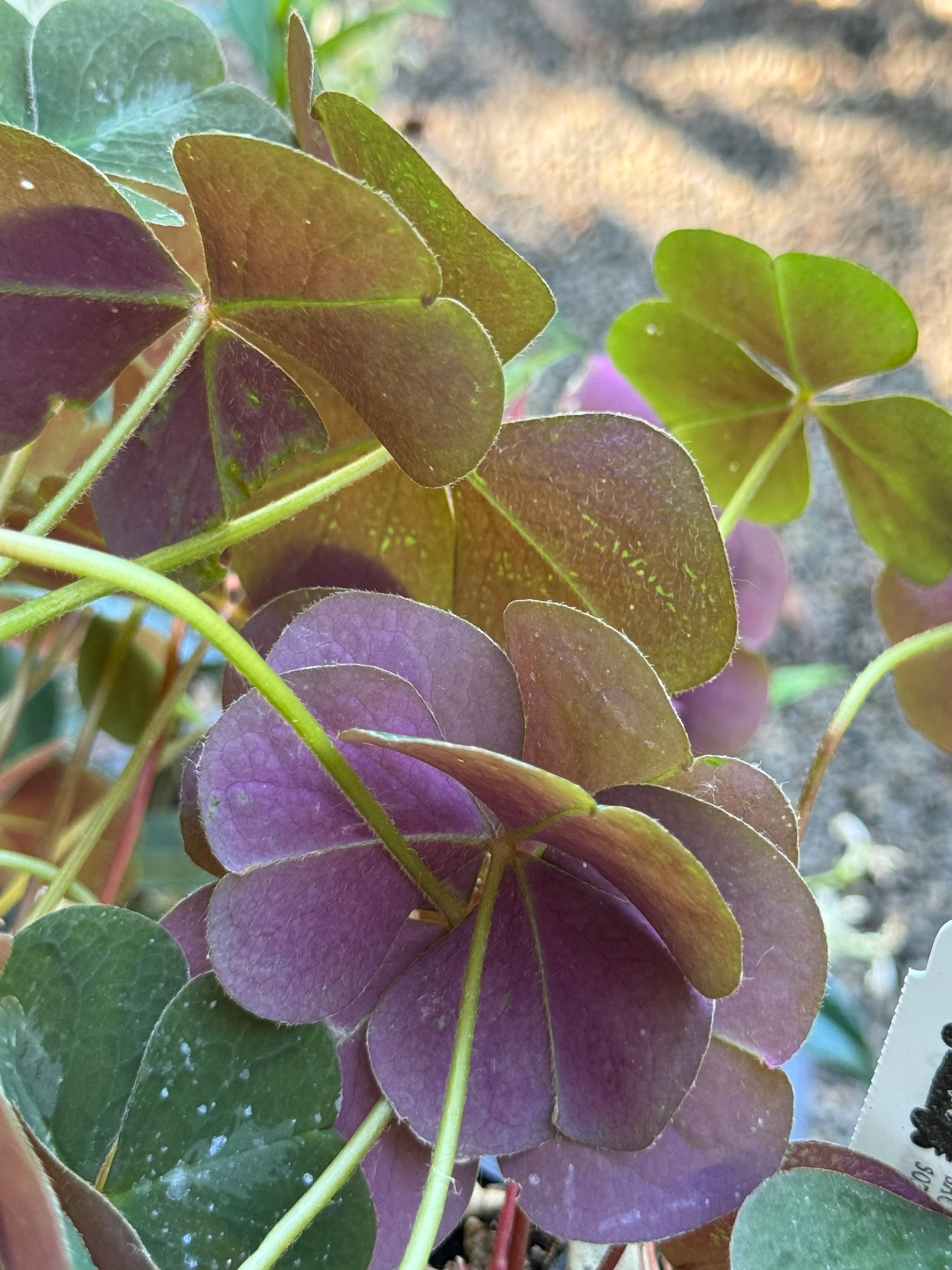 *RETAIL - Oxalis oregana 'Klamath Ruby' - Image 3