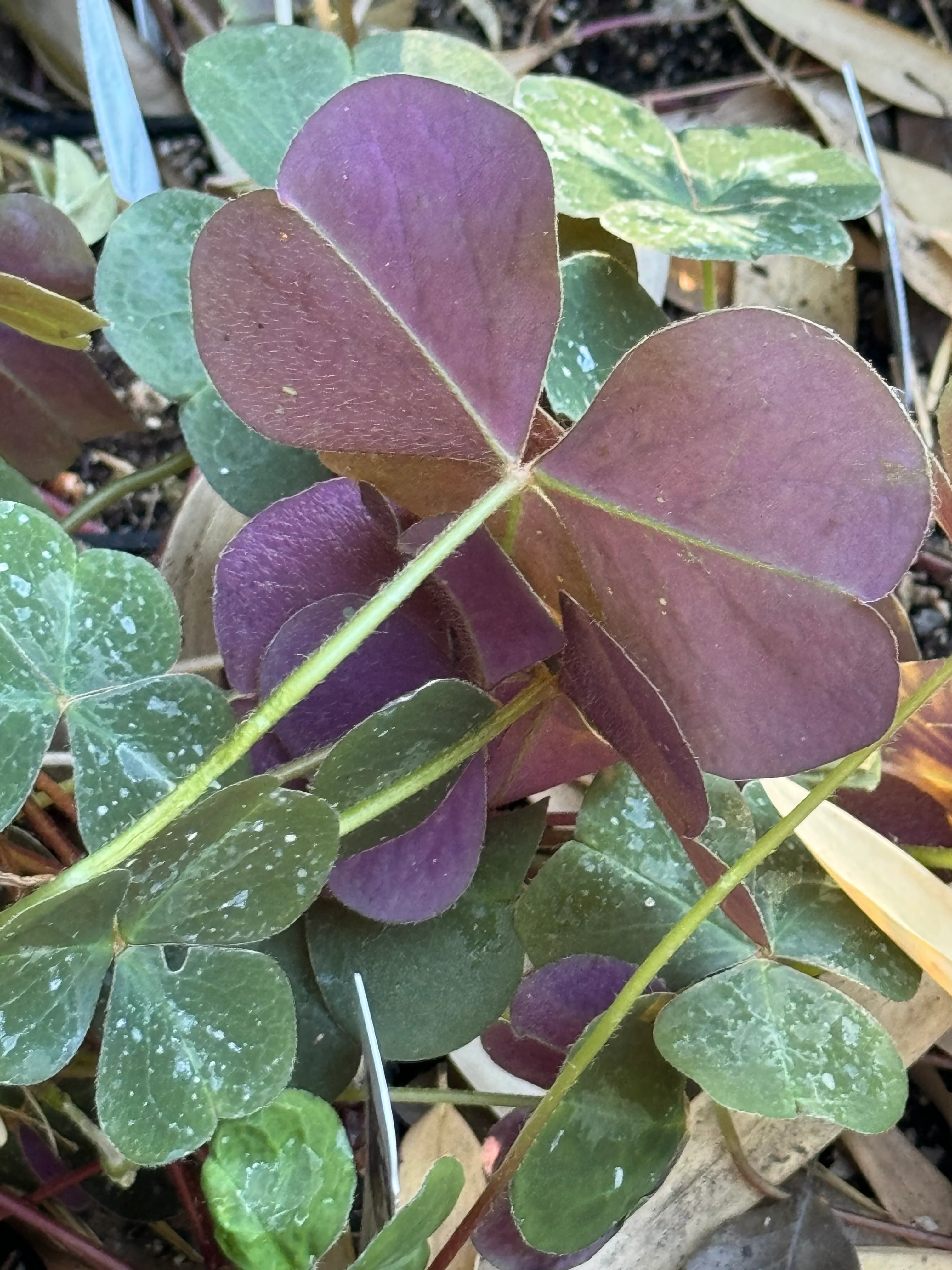 *RETAIL - Oxalis oregana 'Klamath Ruby' - Image 4