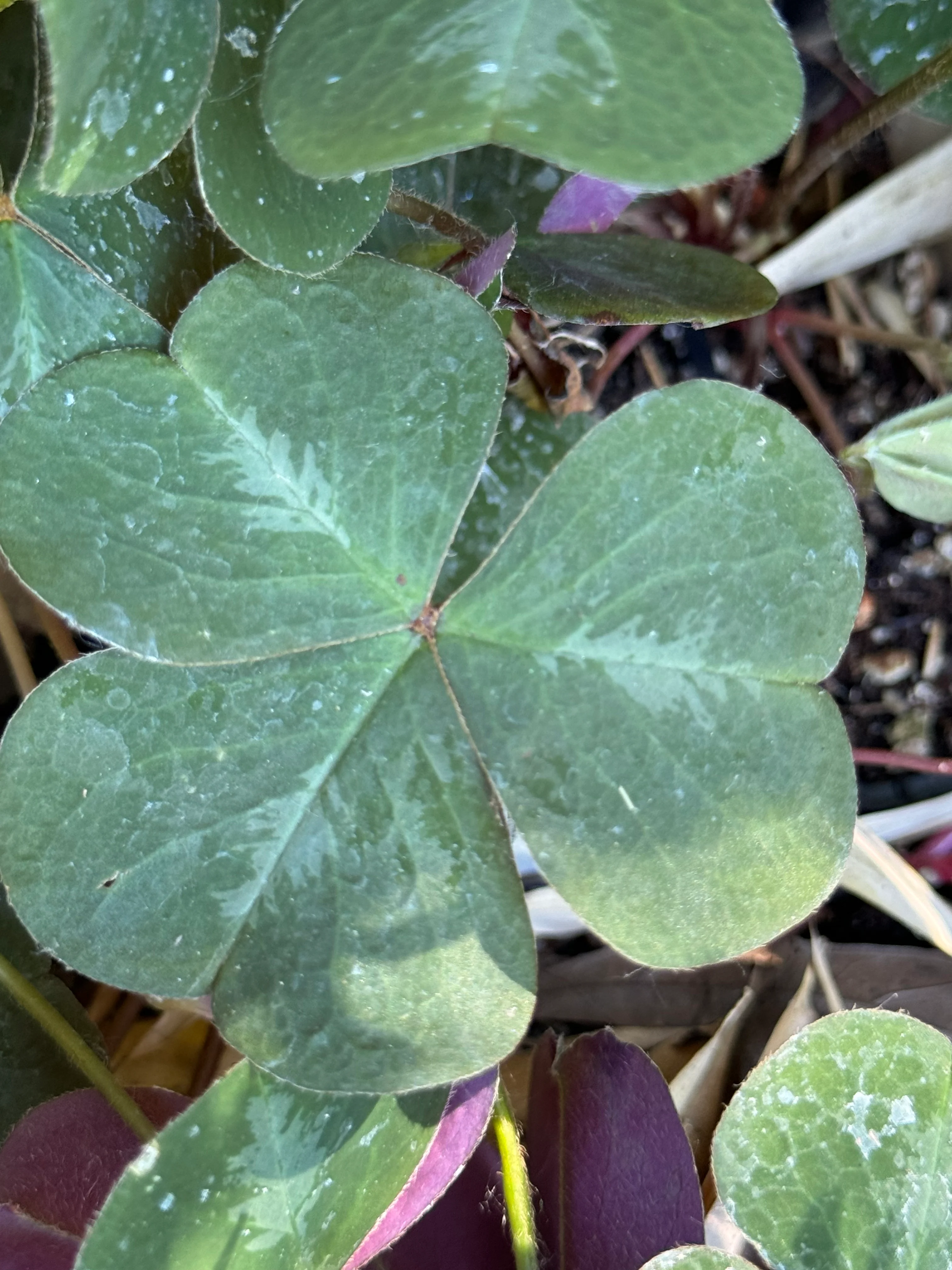 *RETAIL - Oxalis oregana 'Klamath Ruby' - Image 6