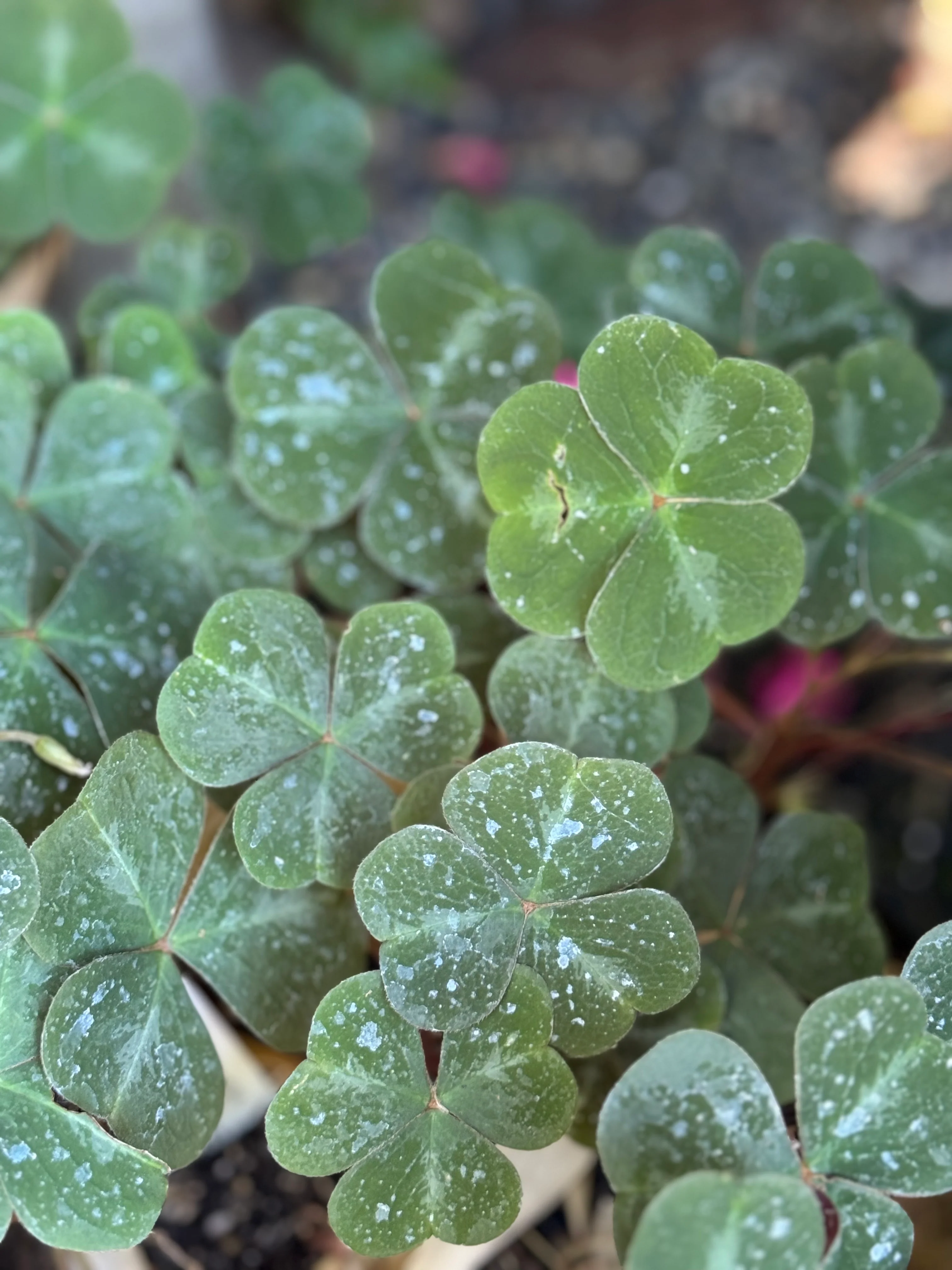 *RETAIL - Oxalis oregana 'Klamath Ruby' - Image 5