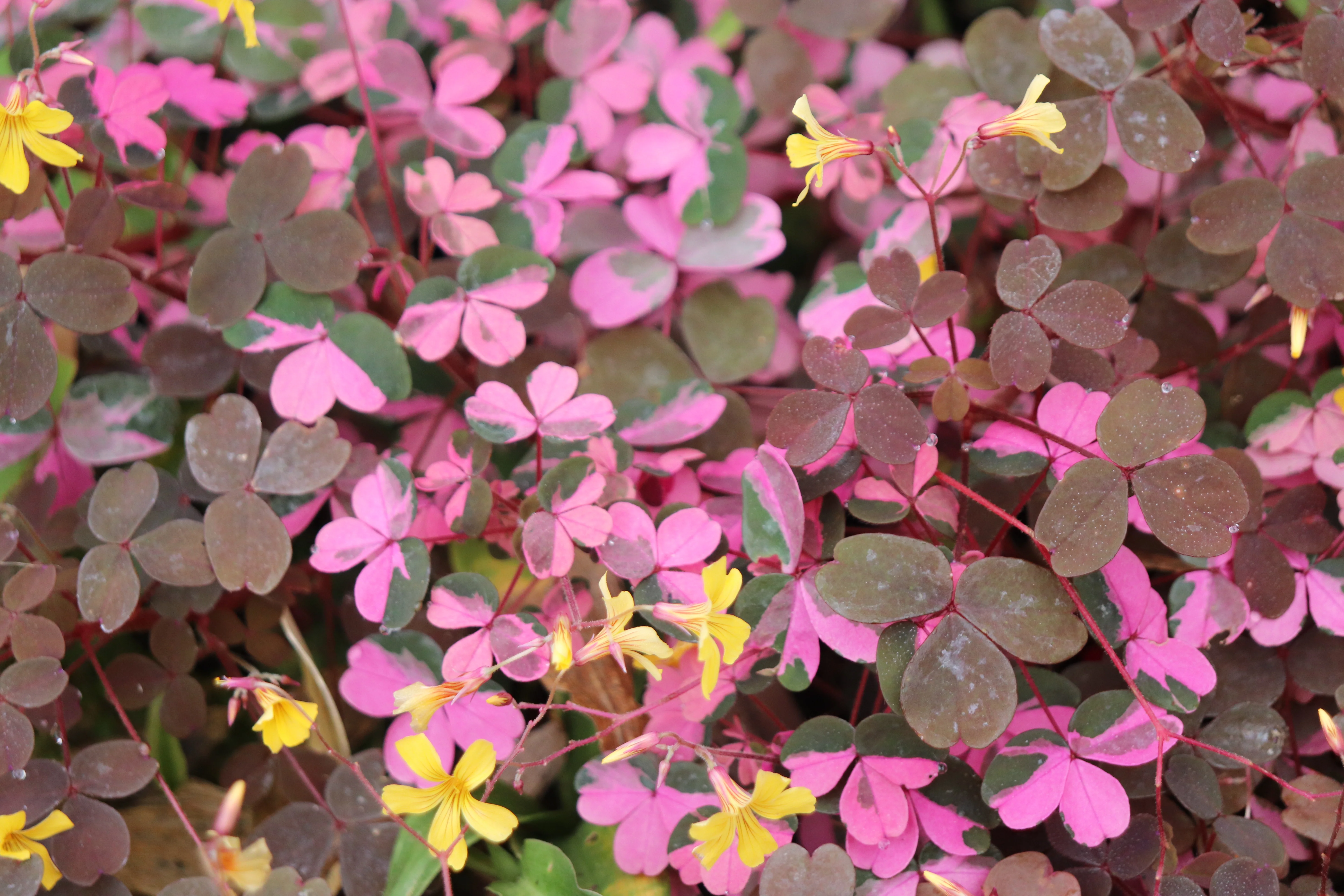 Oxalis 'Plum Crazy' - Image 3