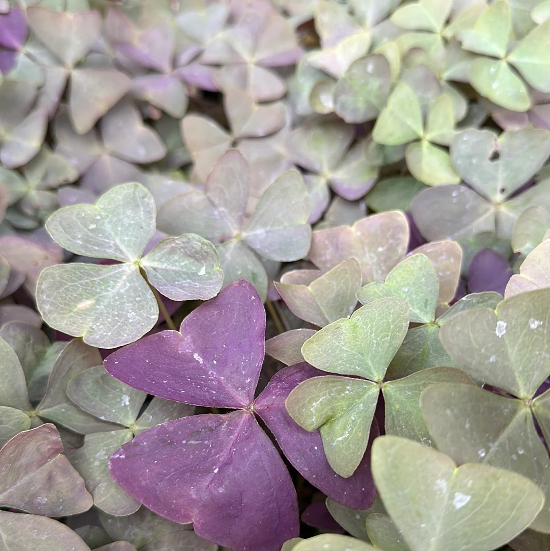 New & Noteworthy Mail Order Plants