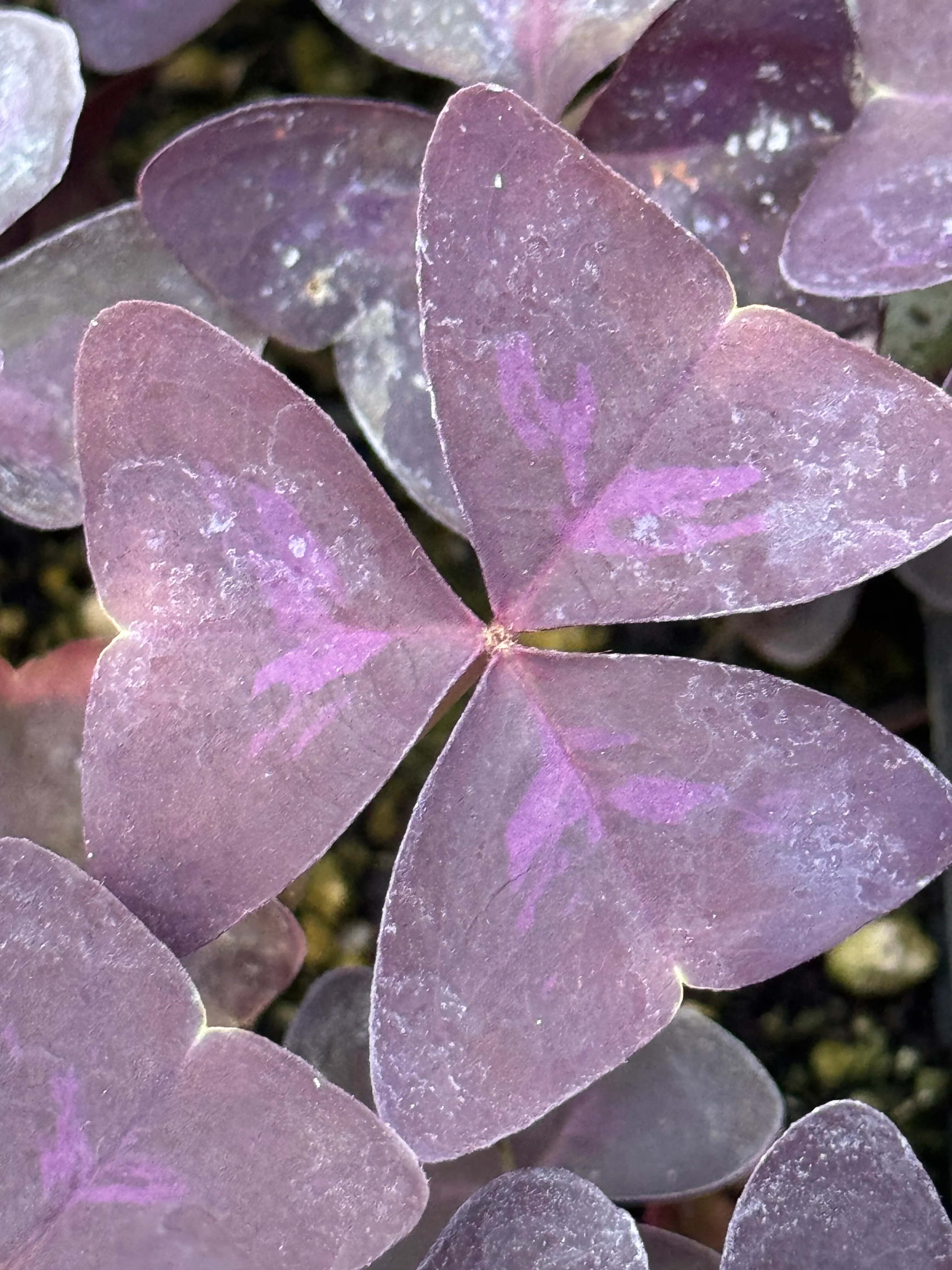 Oxalis triangularis 'Purpurea' - Image 3