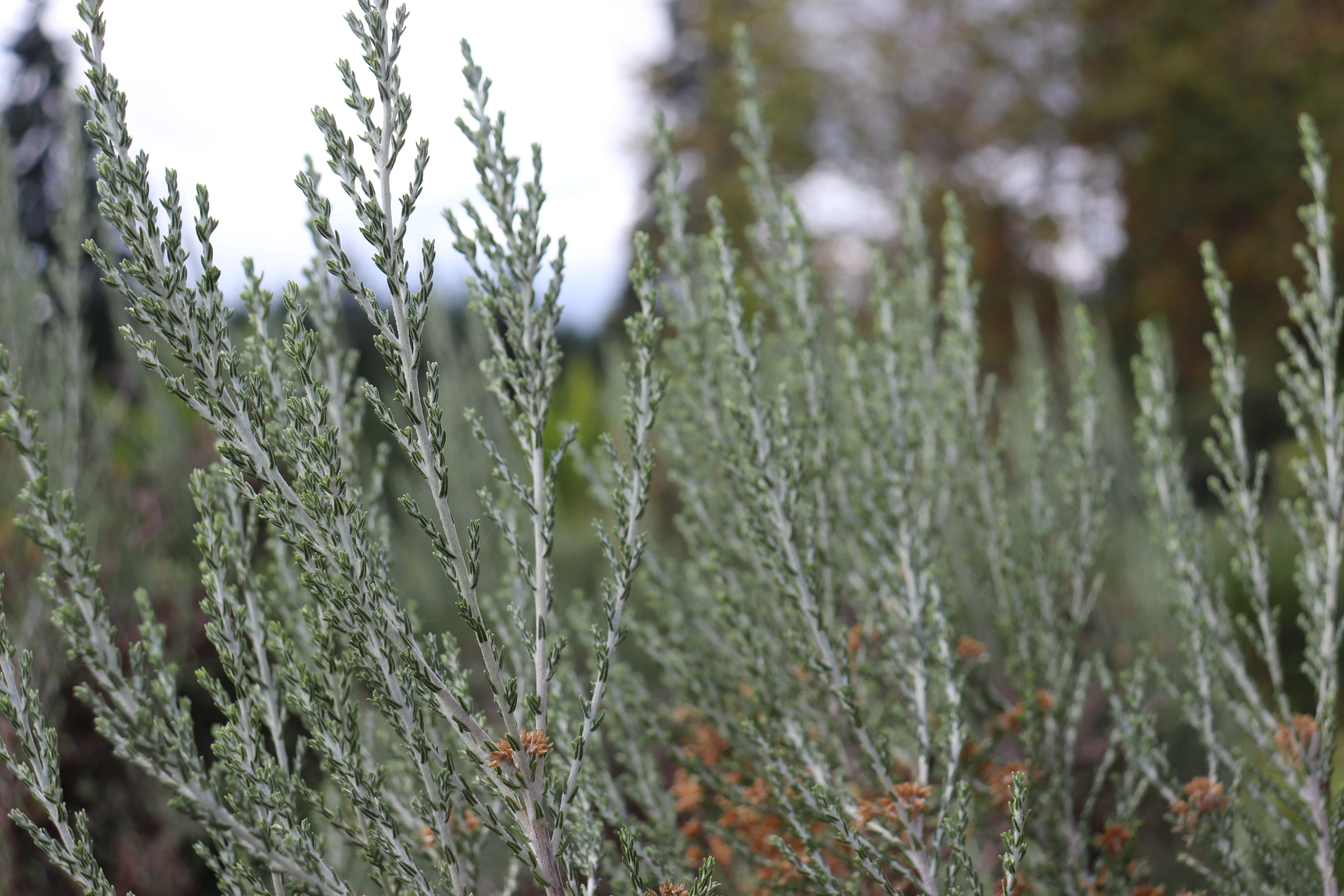 *RETAIL - Ozothamnus rosmarinifolius 'Silver Jubilee' - Image 2