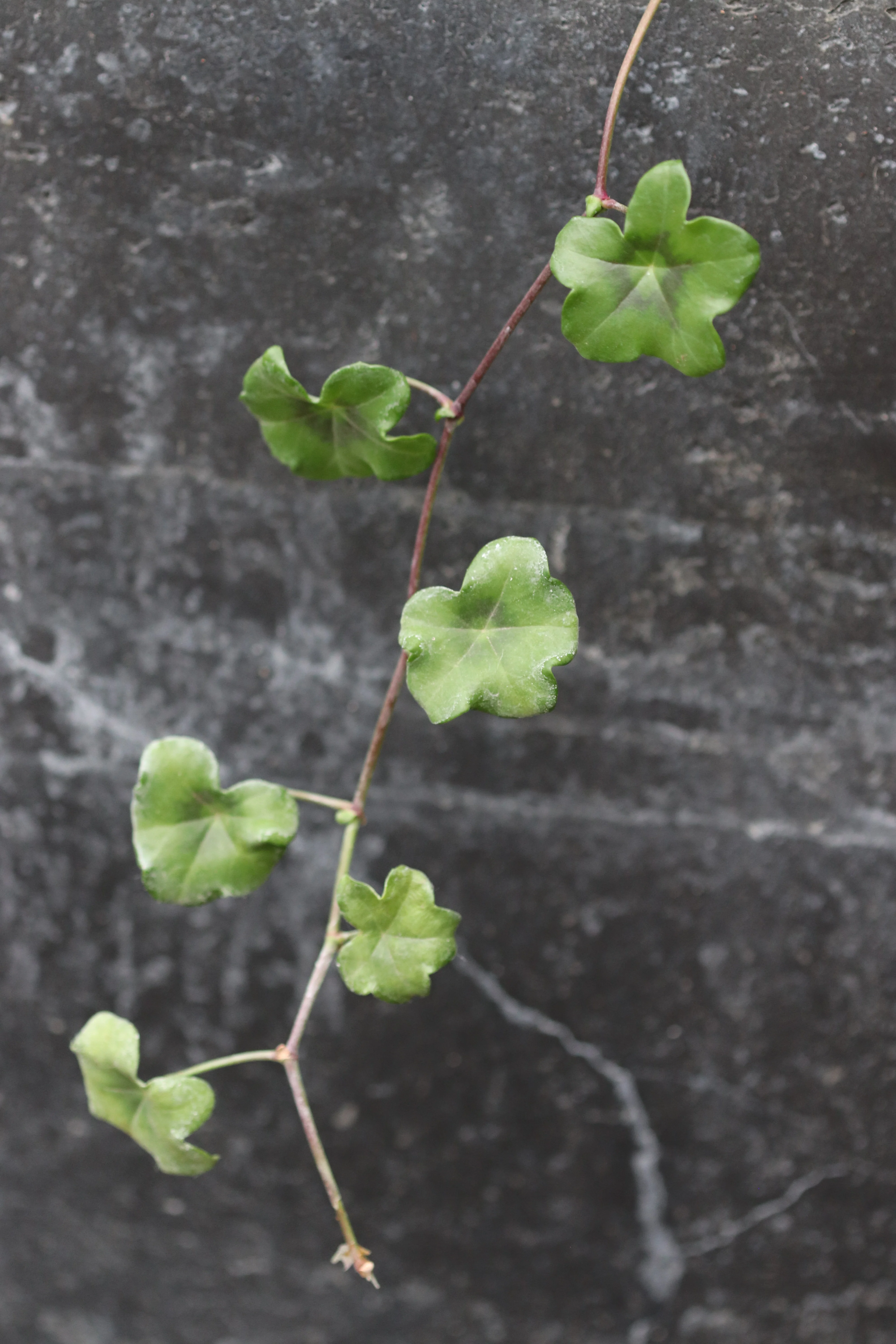 Pelargonium peltatum - Image 2
