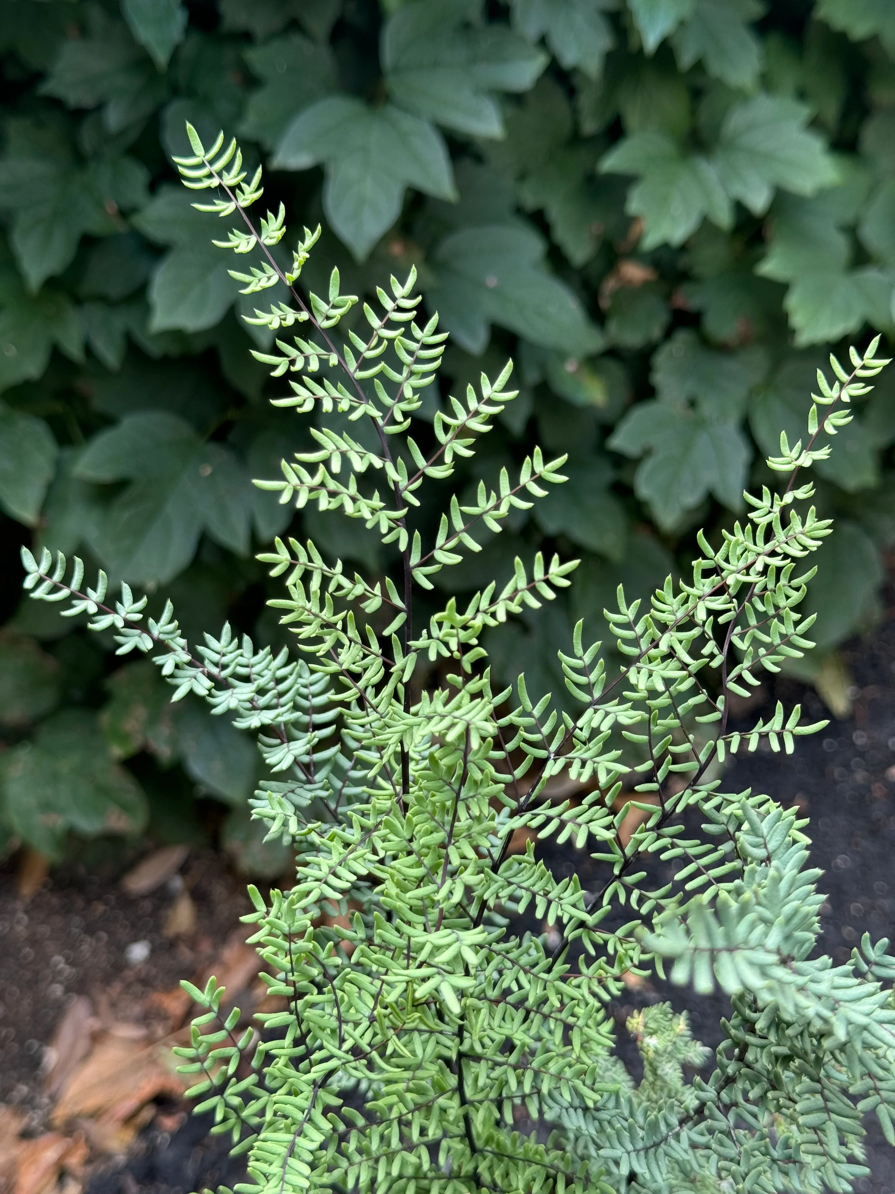Pellaea mucronata [Whiskeytown] - Image 2