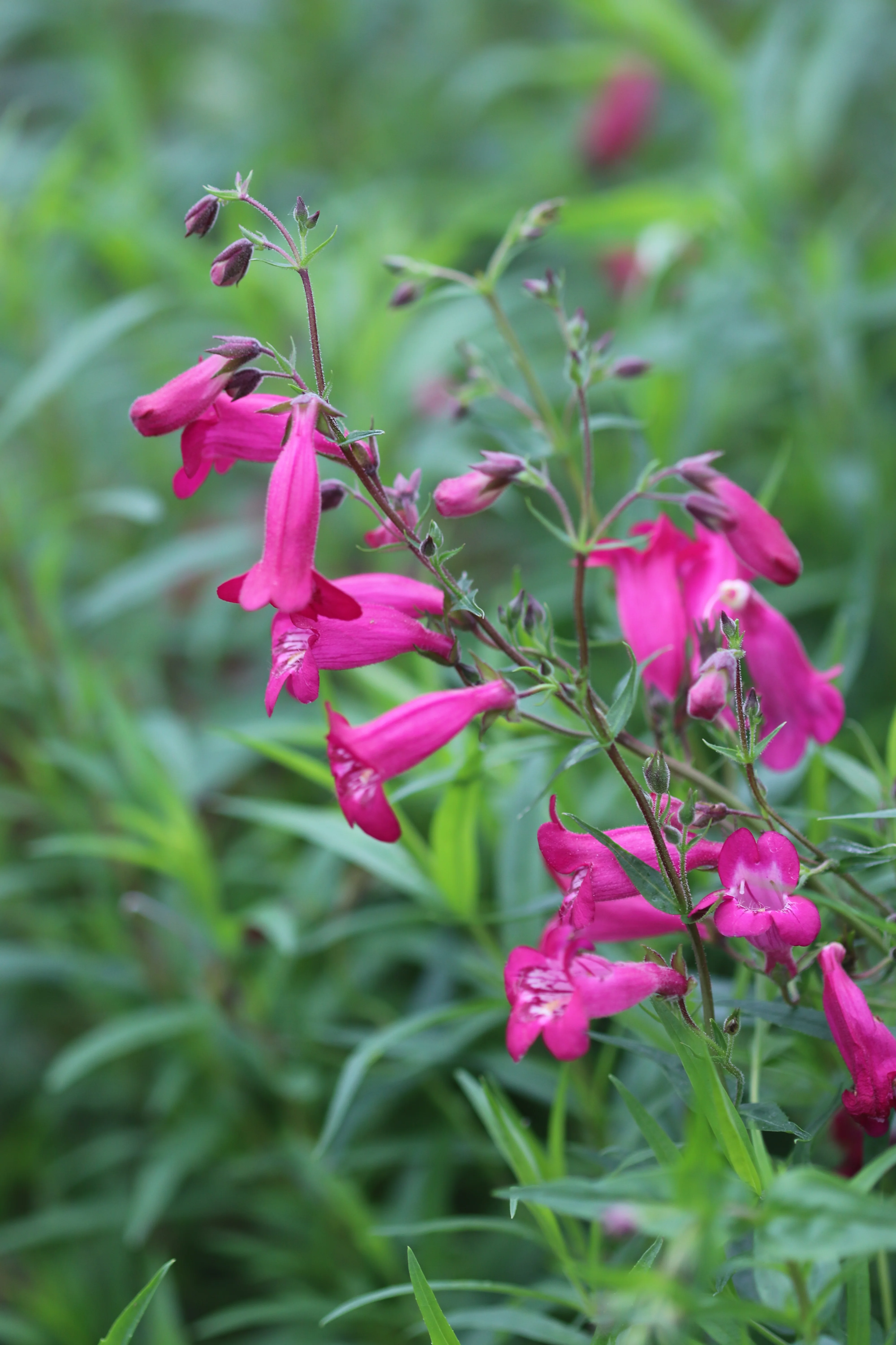 Penstemon 'Garnet' - Image 2