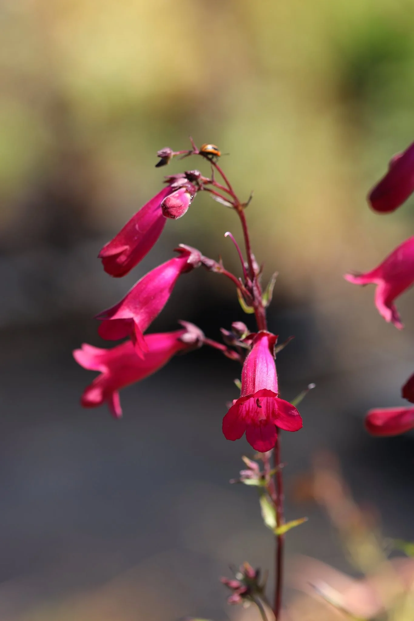 Penstemon 'Garnet' - Image 3