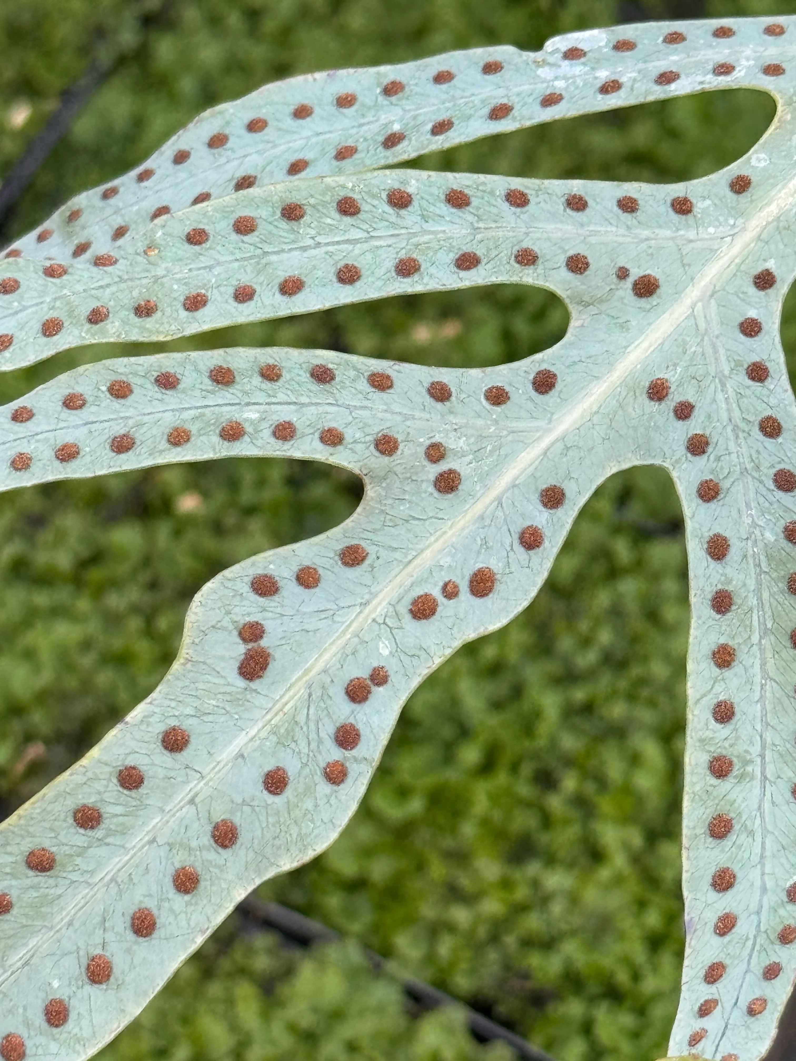 Phlebodium pseudoaureum - Image 3