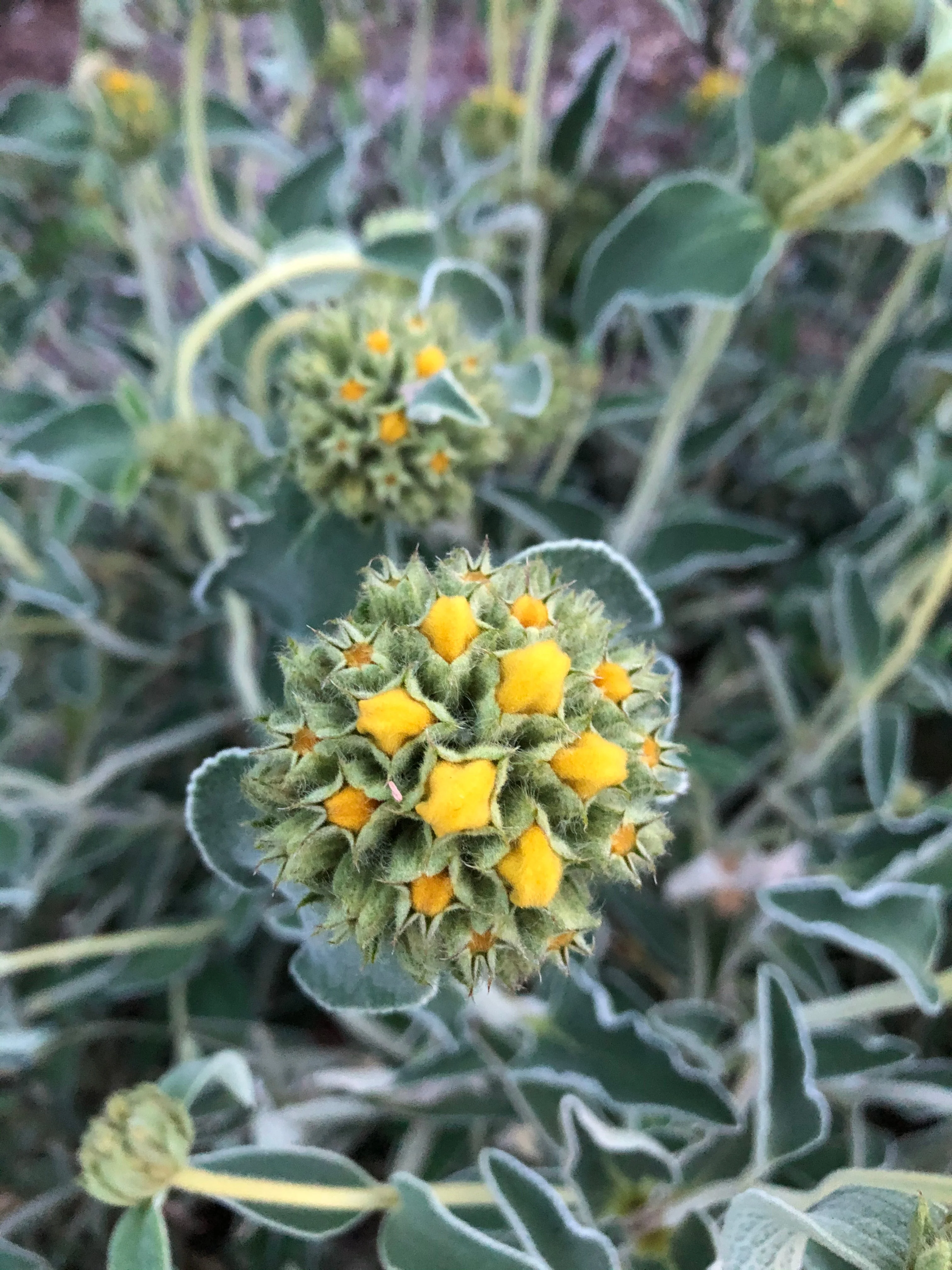 Phlomis monocephala - Image 2