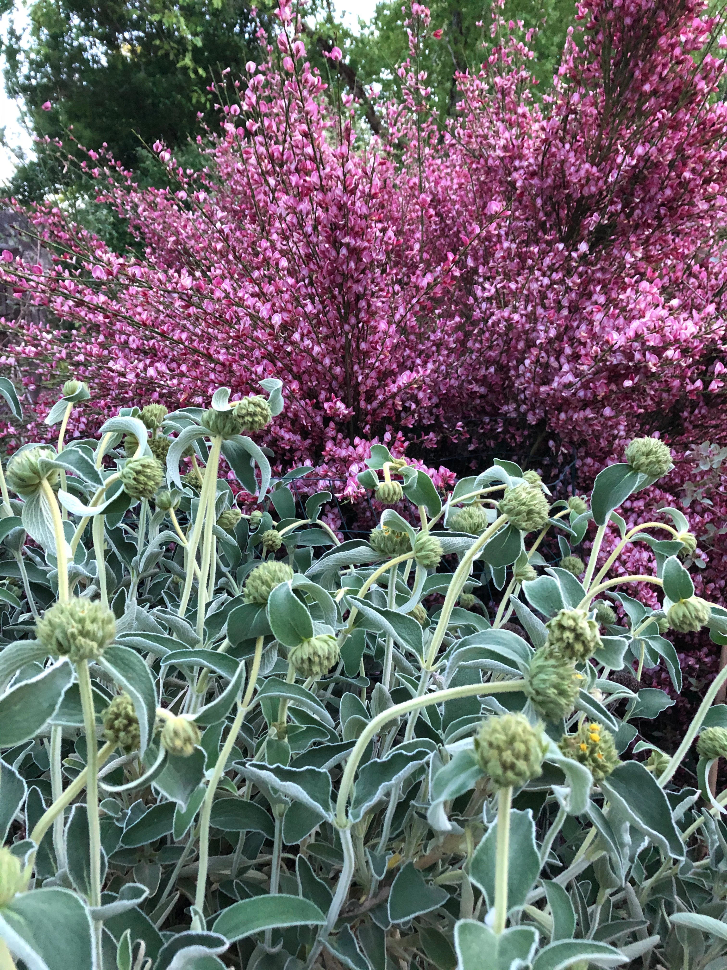Phlomis monocephala - Image 3