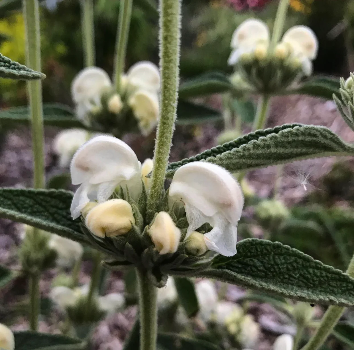 Phlomis purpurea - white form