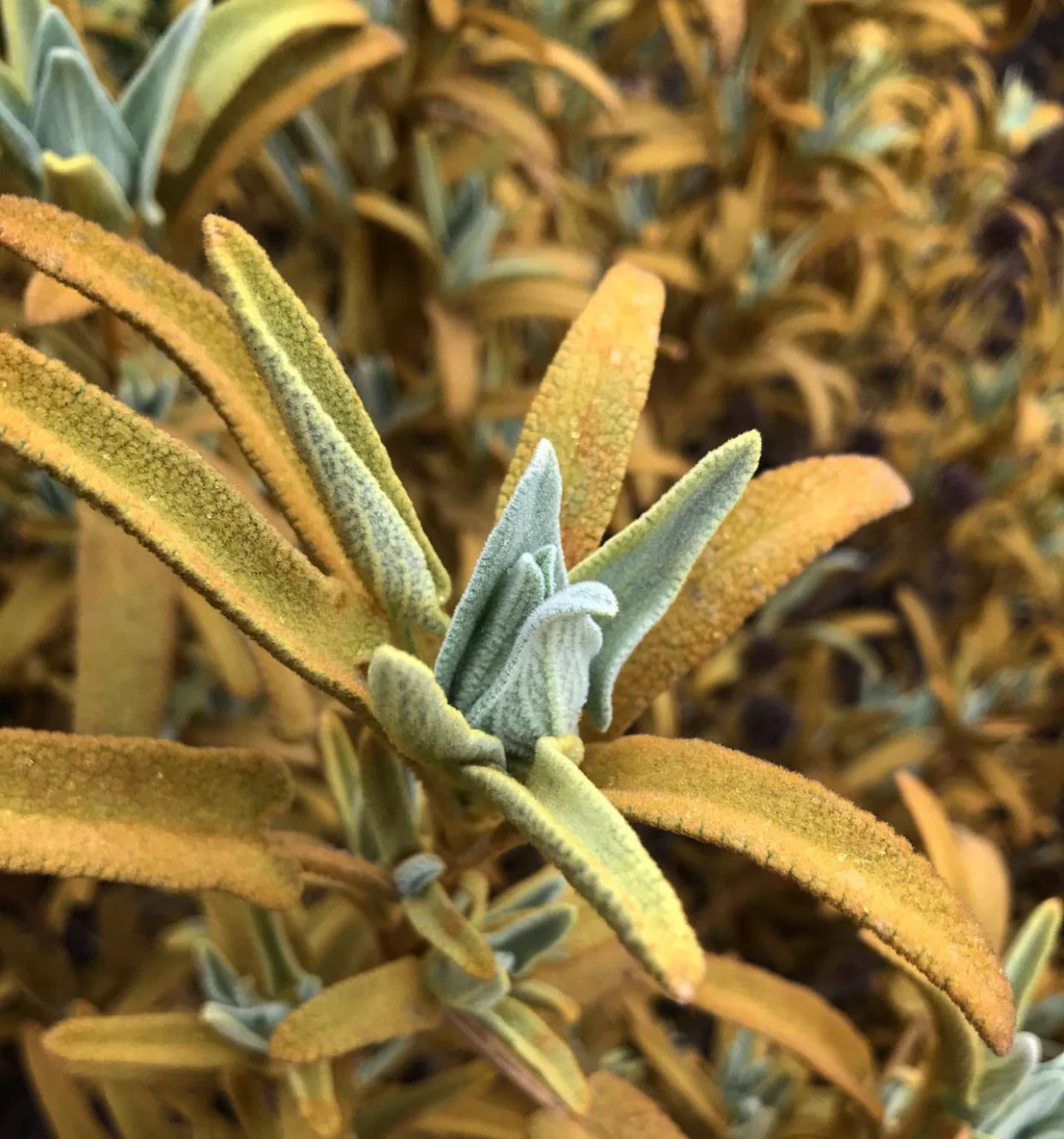 Phlomis 'Sunningdale Gold'