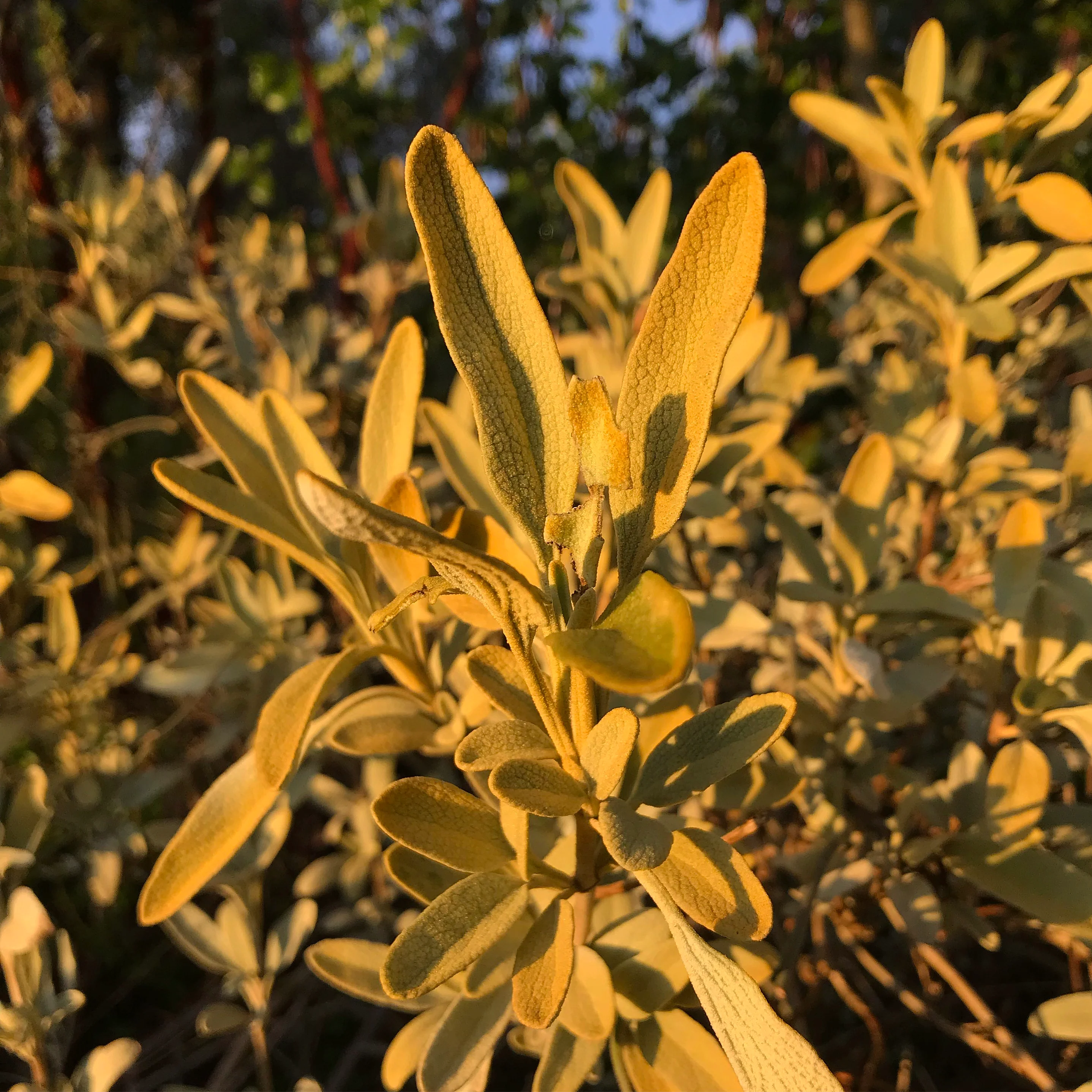 Phlomis 'Sunningdale Gold' - Image 2