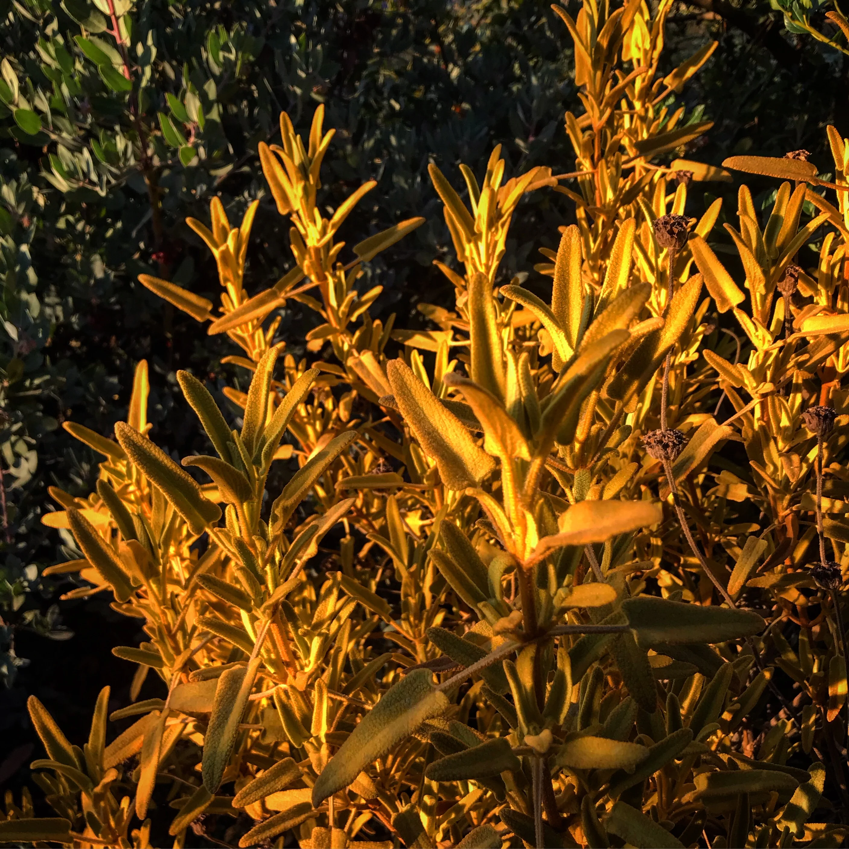 Phlomis 'Sunningdale Gold' - Image 3