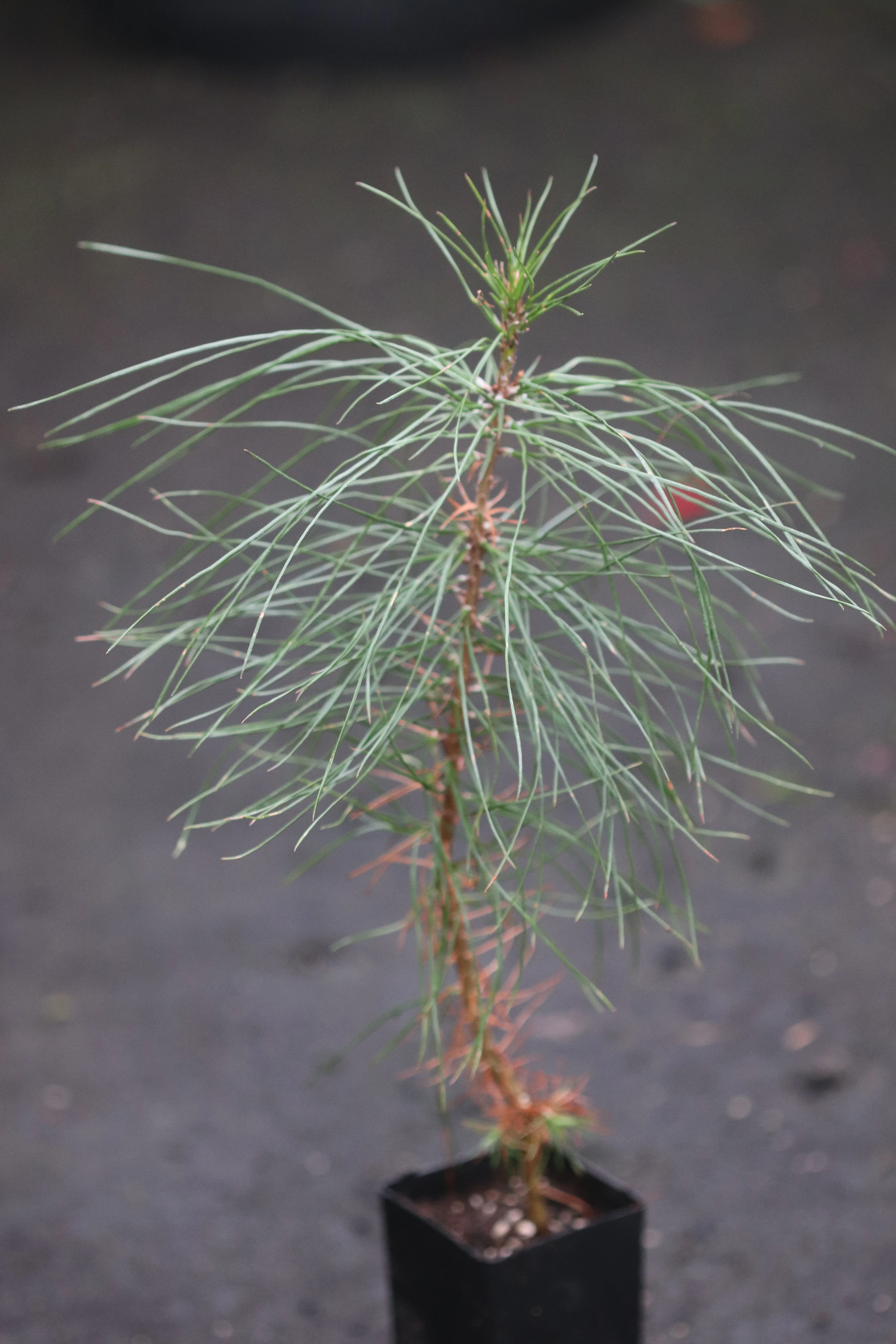 Pinus attenuata - Image 2