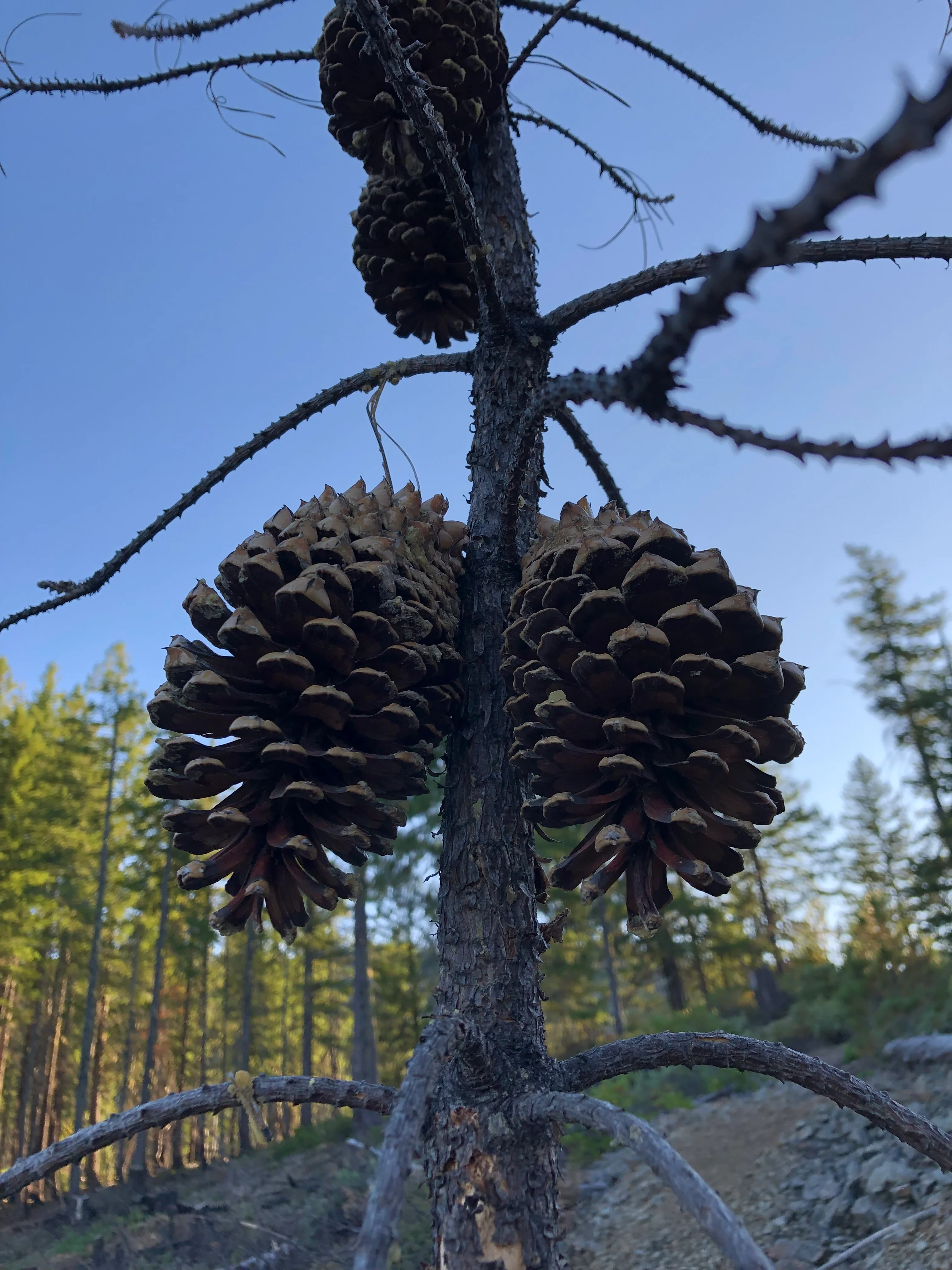 Pinus attenuata - Image 3