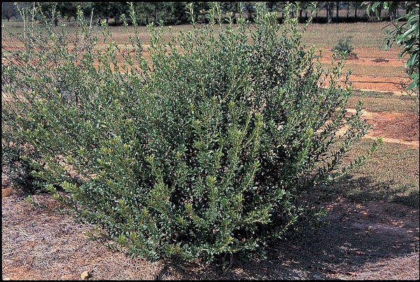 *RETAIL - Pittosporum heterophyllum - Image 2