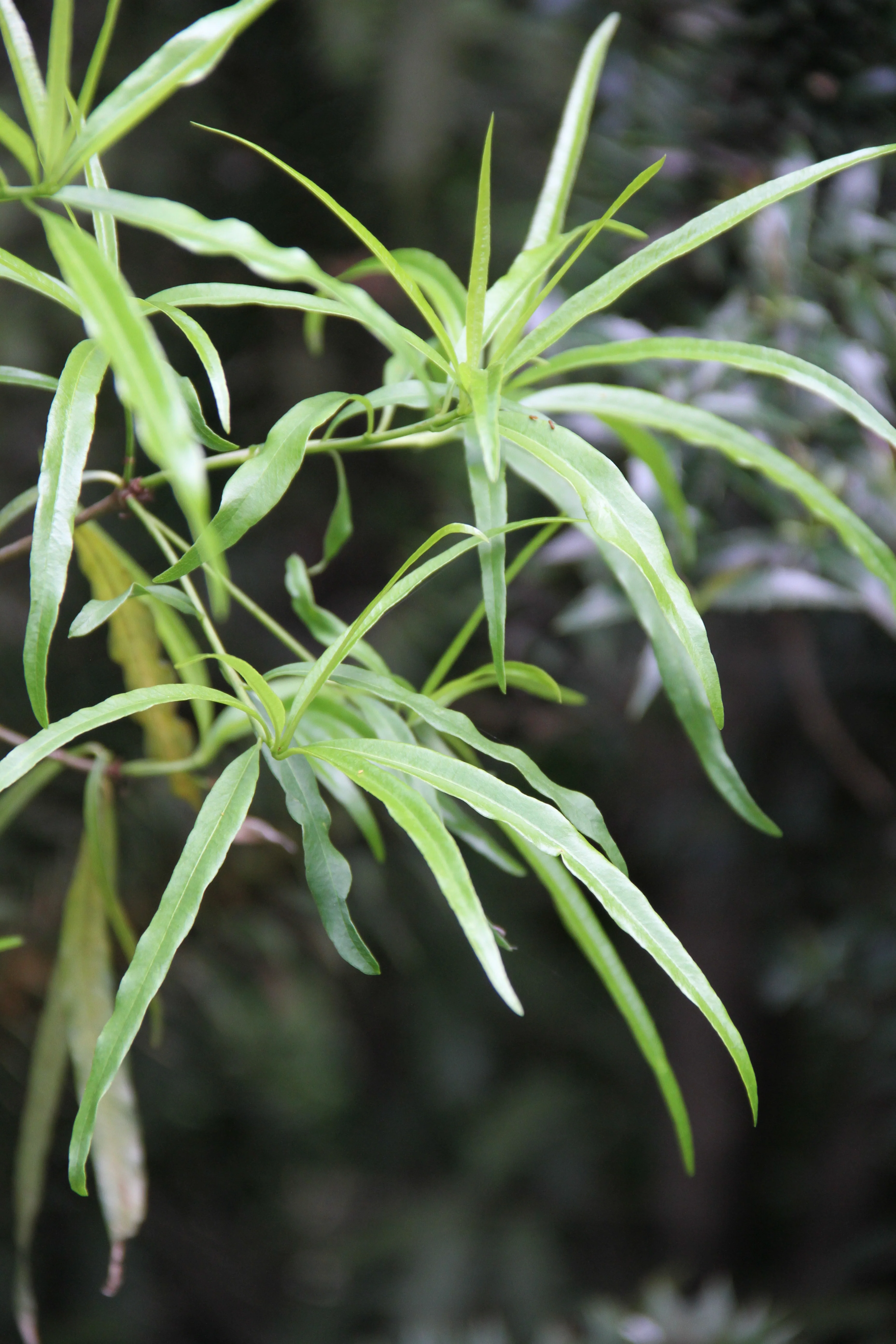 *RETAIL - Pittosporum illicioides 'Strappy' - Image 2