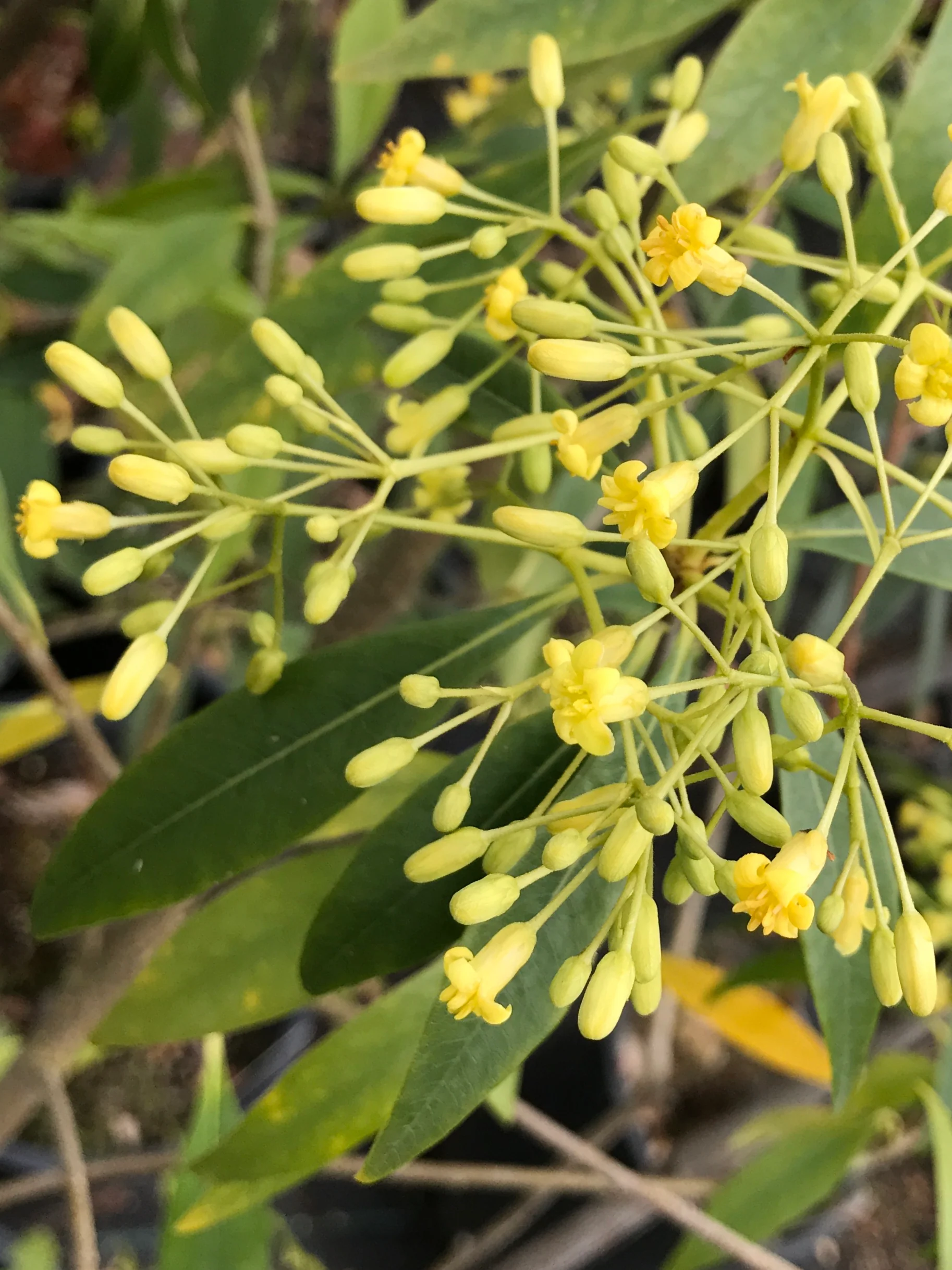 *RETAIL - Pittosporum illicioides 'Strappy' - Image 3