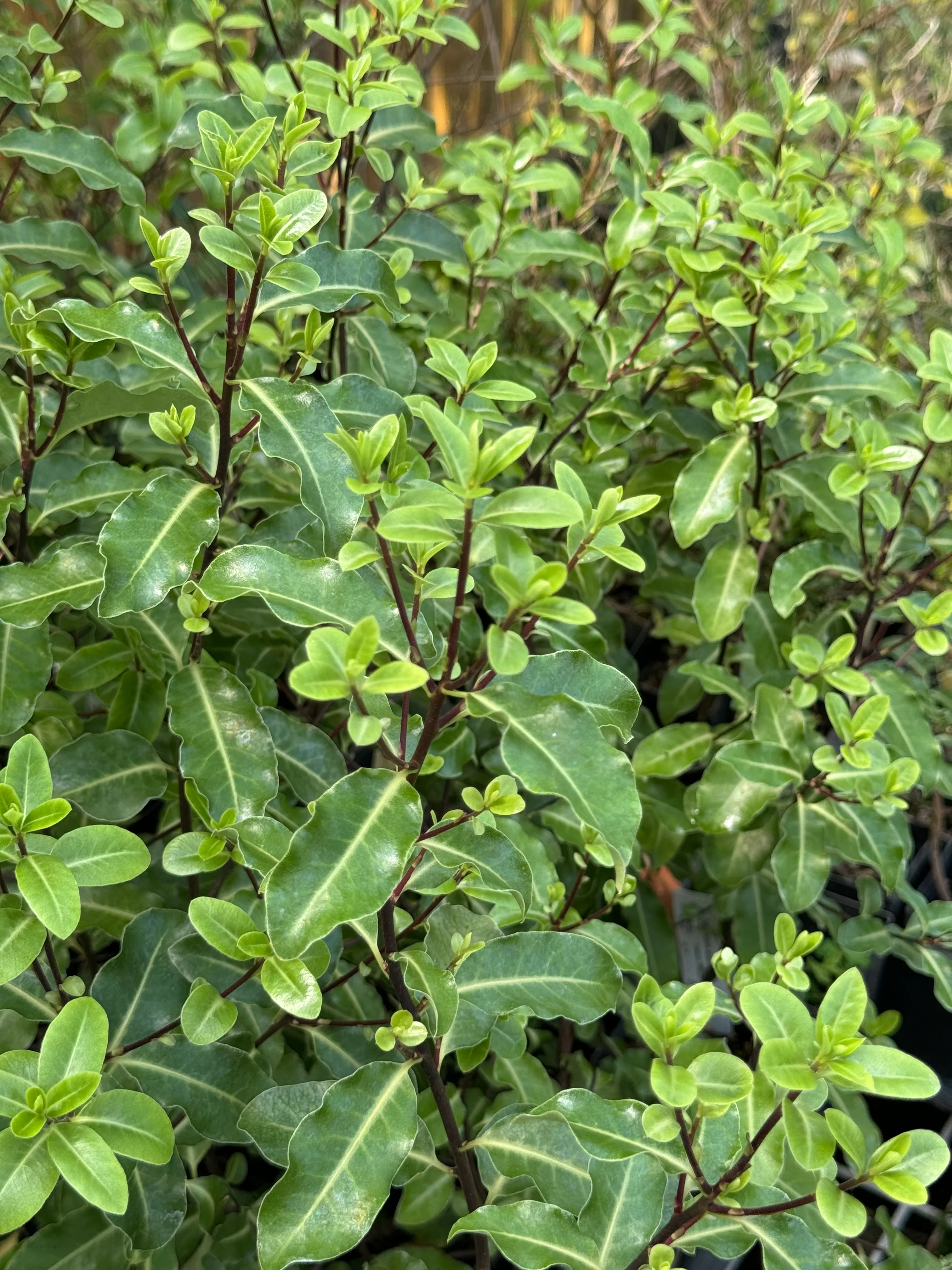 *RETAIL - Pittosporum tenuifolium
