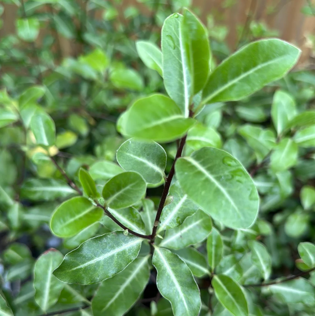 *RETAIL - Pittosporum tenuifolium - Image 2