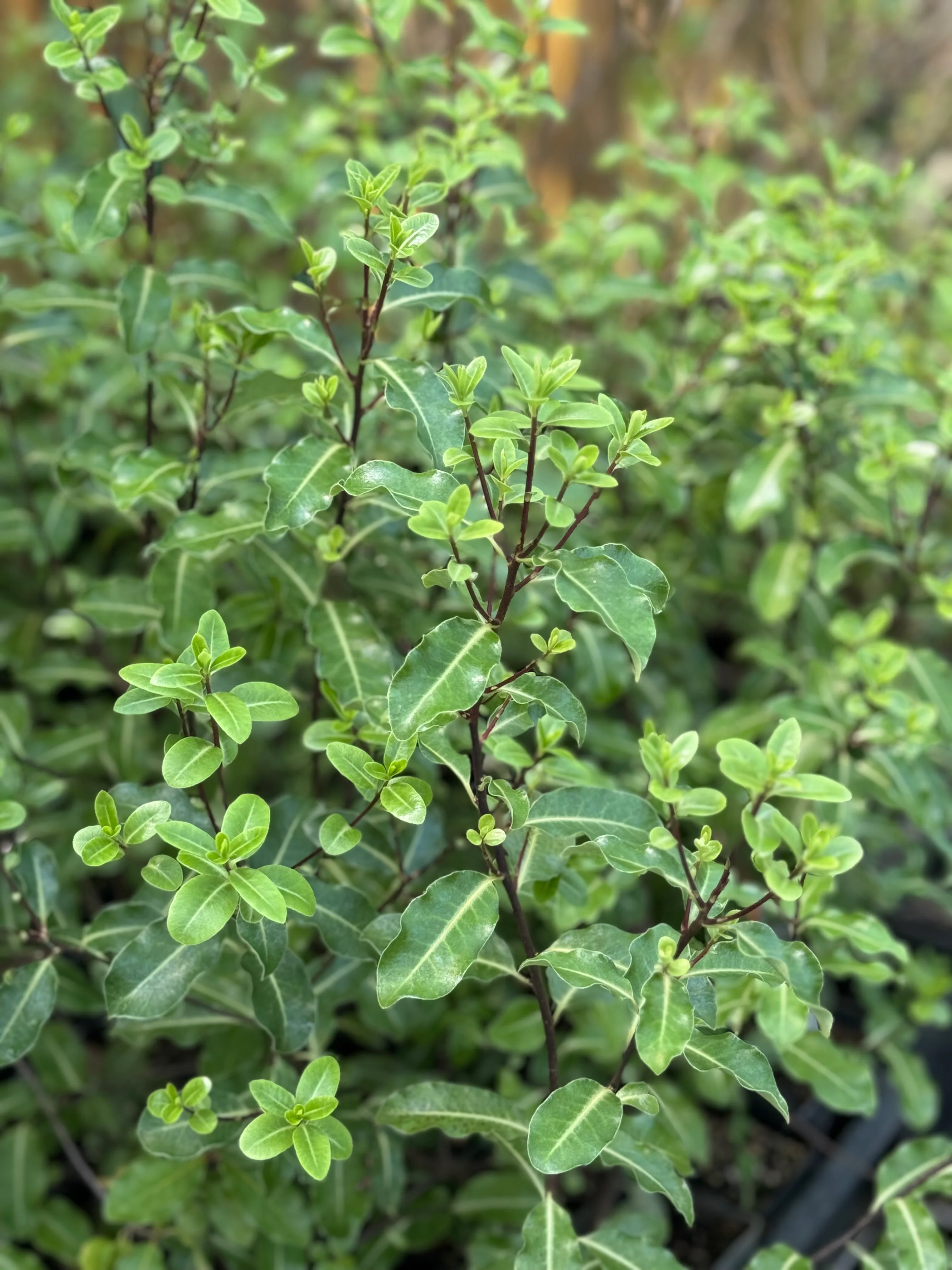 *RETAIL - Pittosporum tenuifolium - Image 3