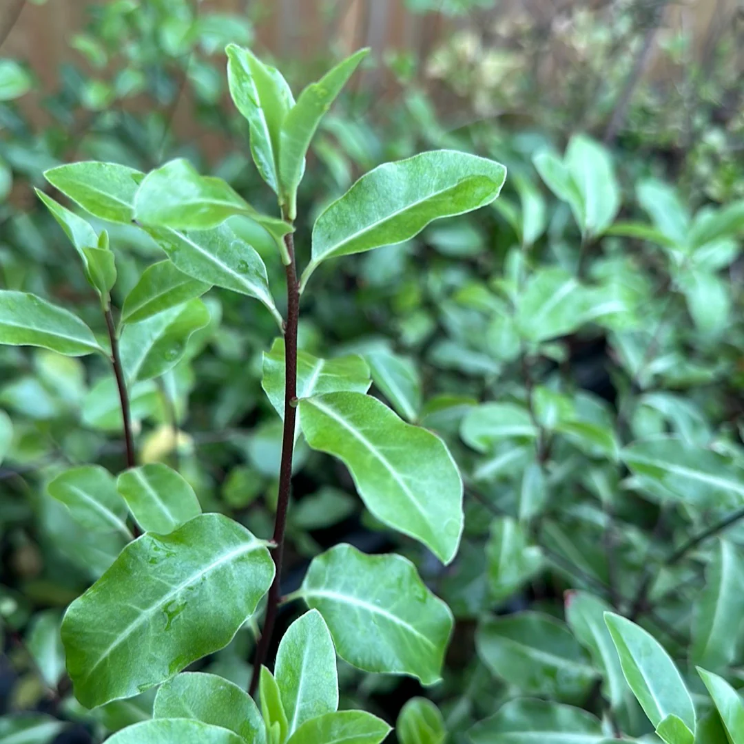 *RETAIL - Pittosporum tenuifolium - Image 4
