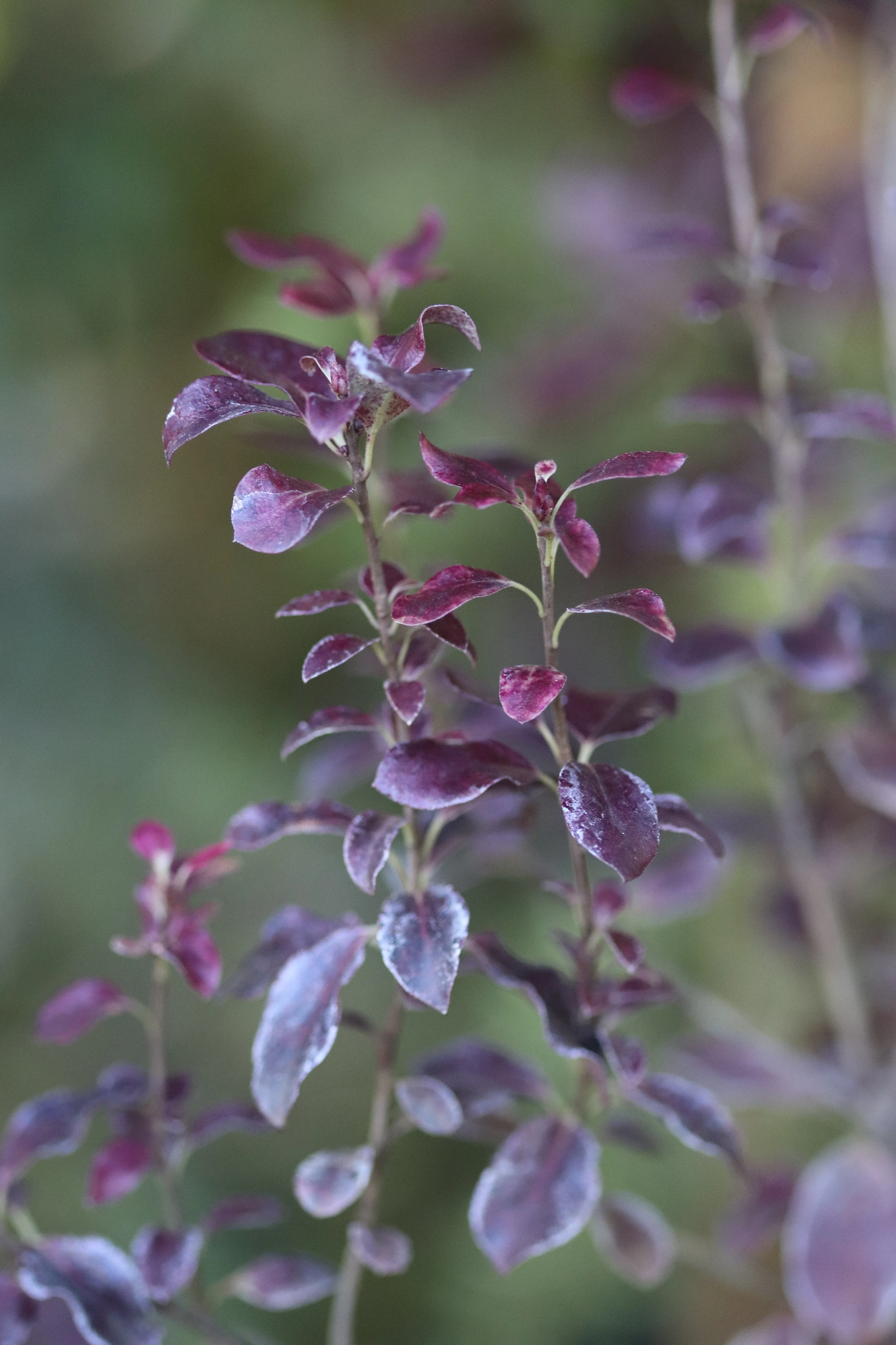 Pittosporum tenuifolium 'County Park Dwarf' - Image 2