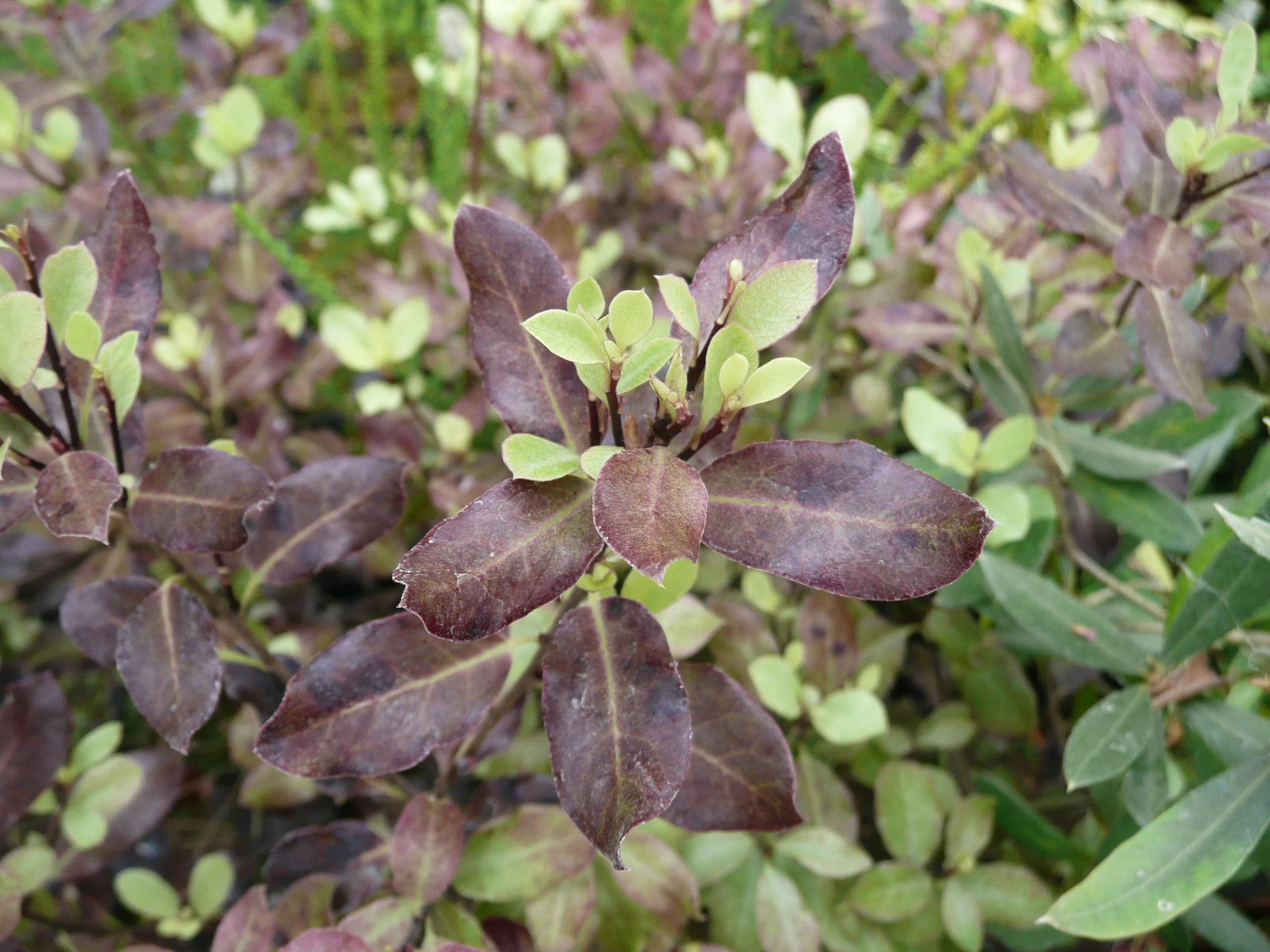 Pittosporum tenuifolium 'Nutty Leprechaun'