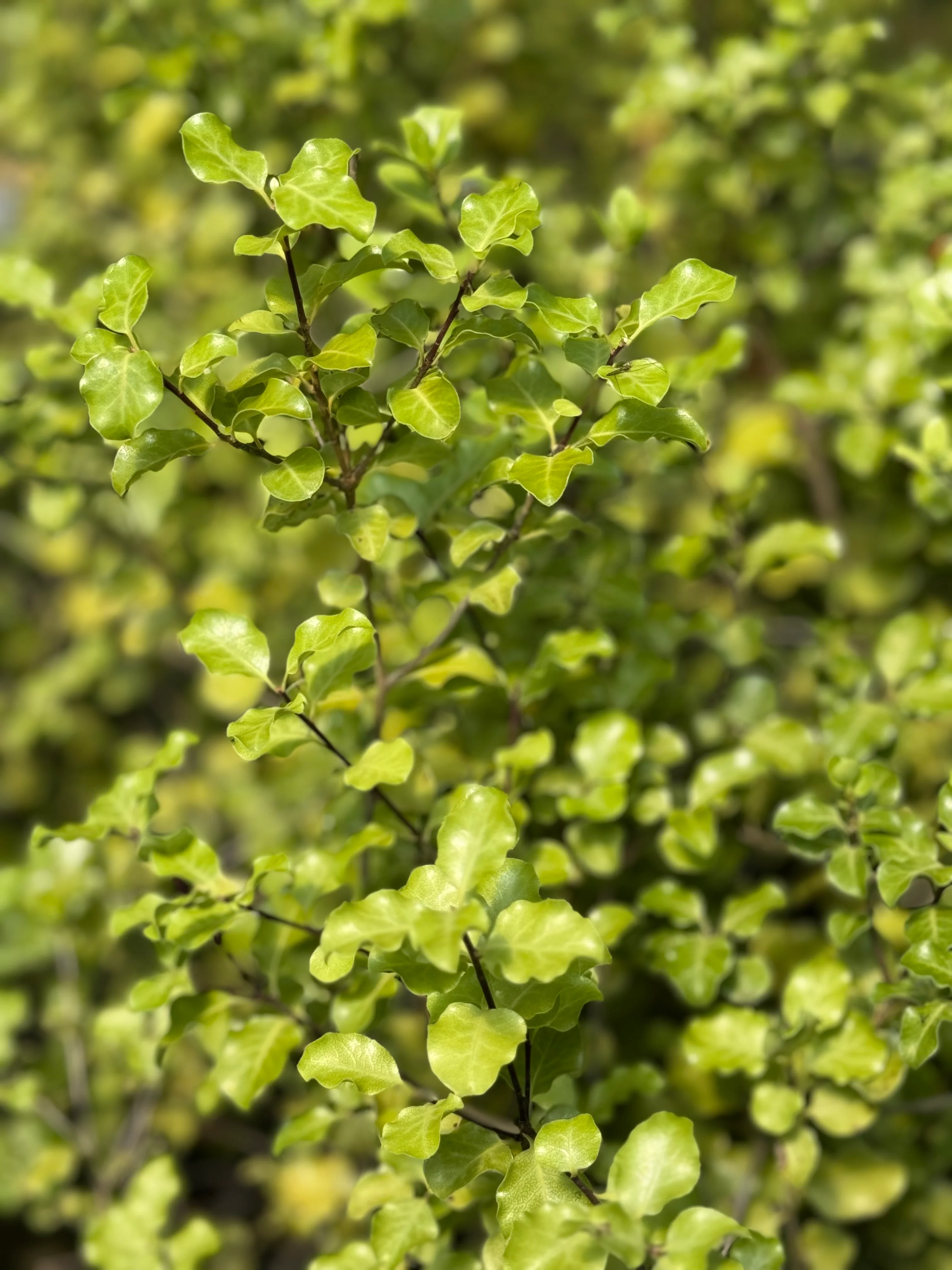 Pittosporum tenuifolium 'Silver Ruffles'. - Image 3