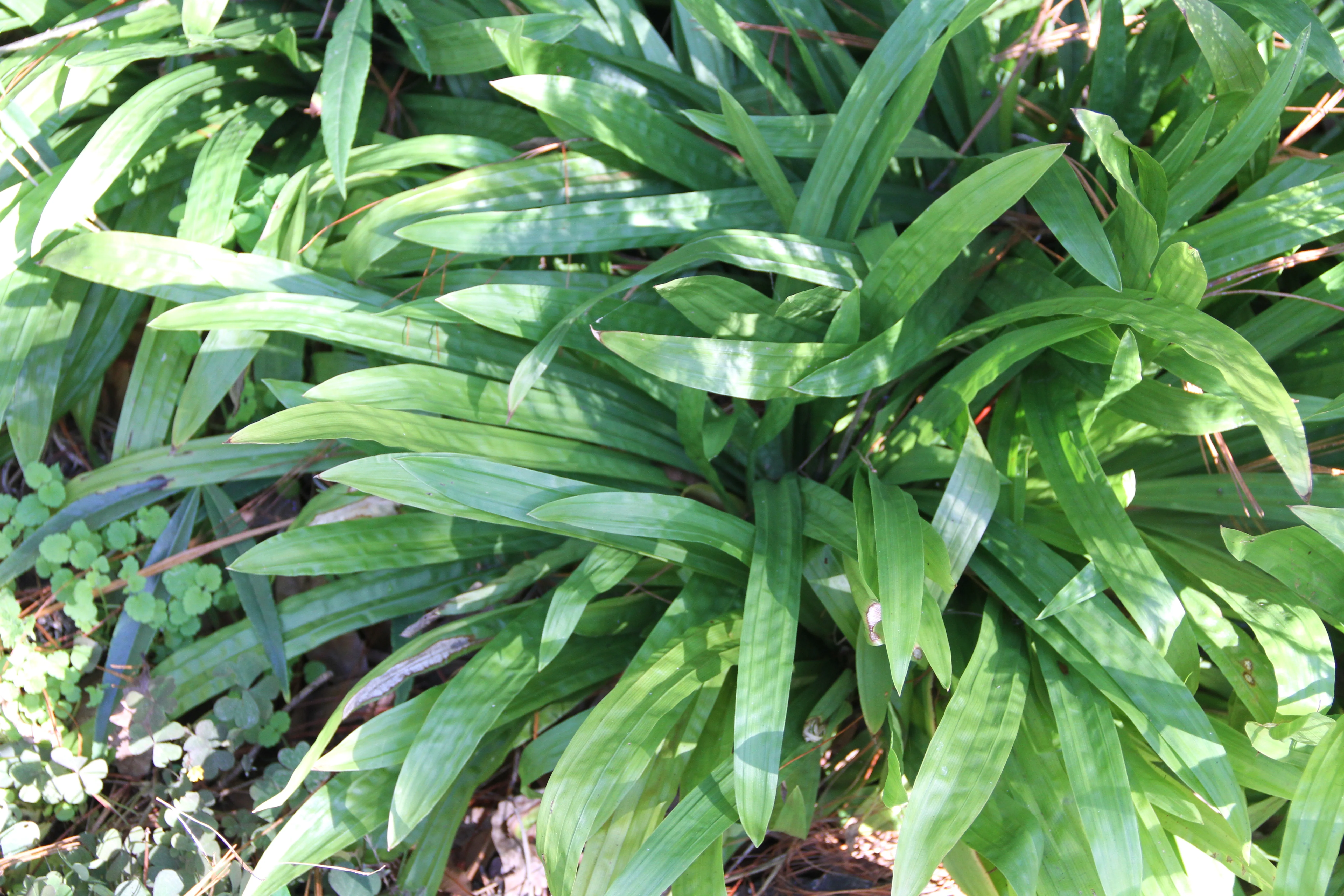 *RETAIL - Plantago subnuda - Pistol River Oregon - Image 2