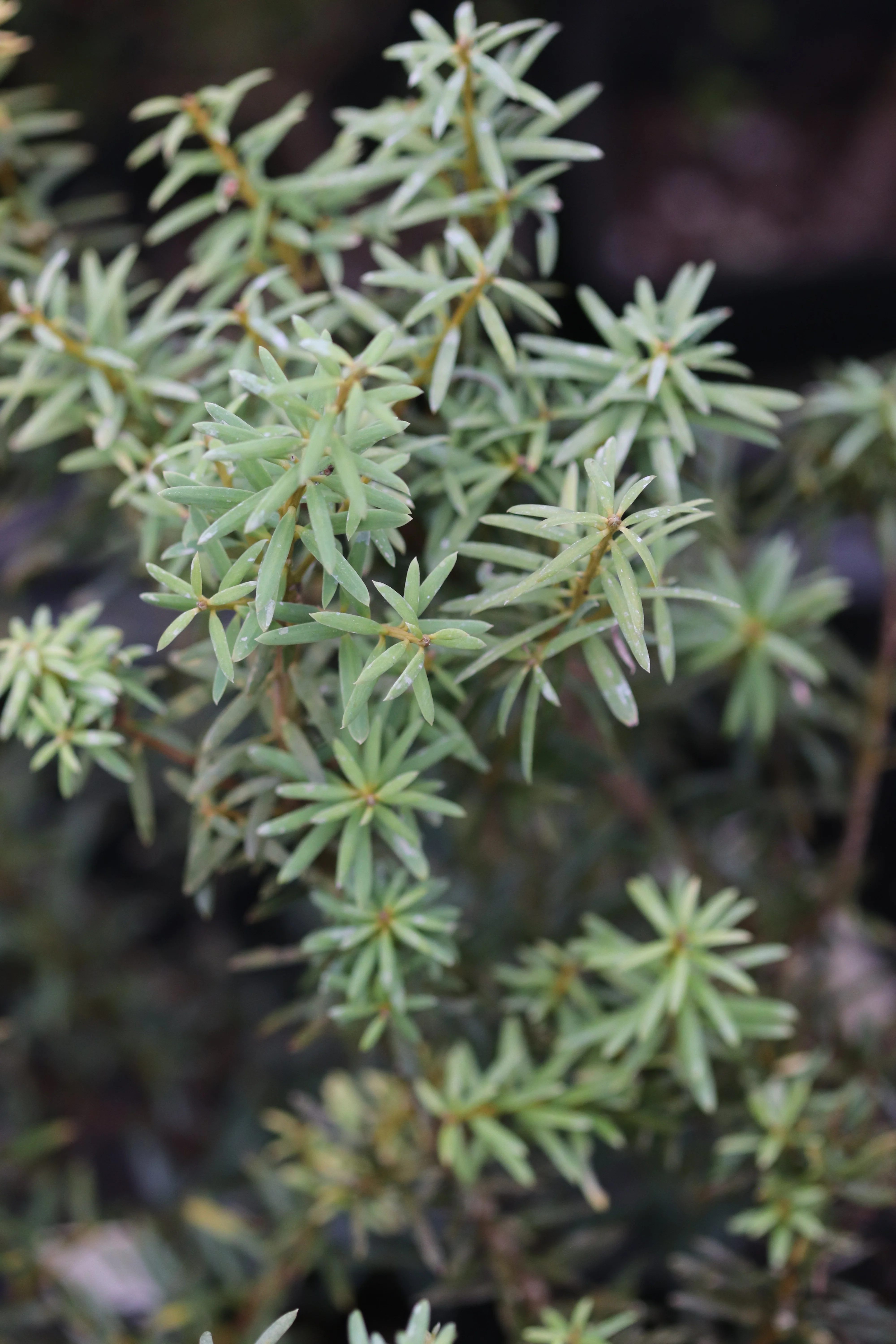 Podocarpus alpinus - Green form [Seattle Arboretum] - Image 2