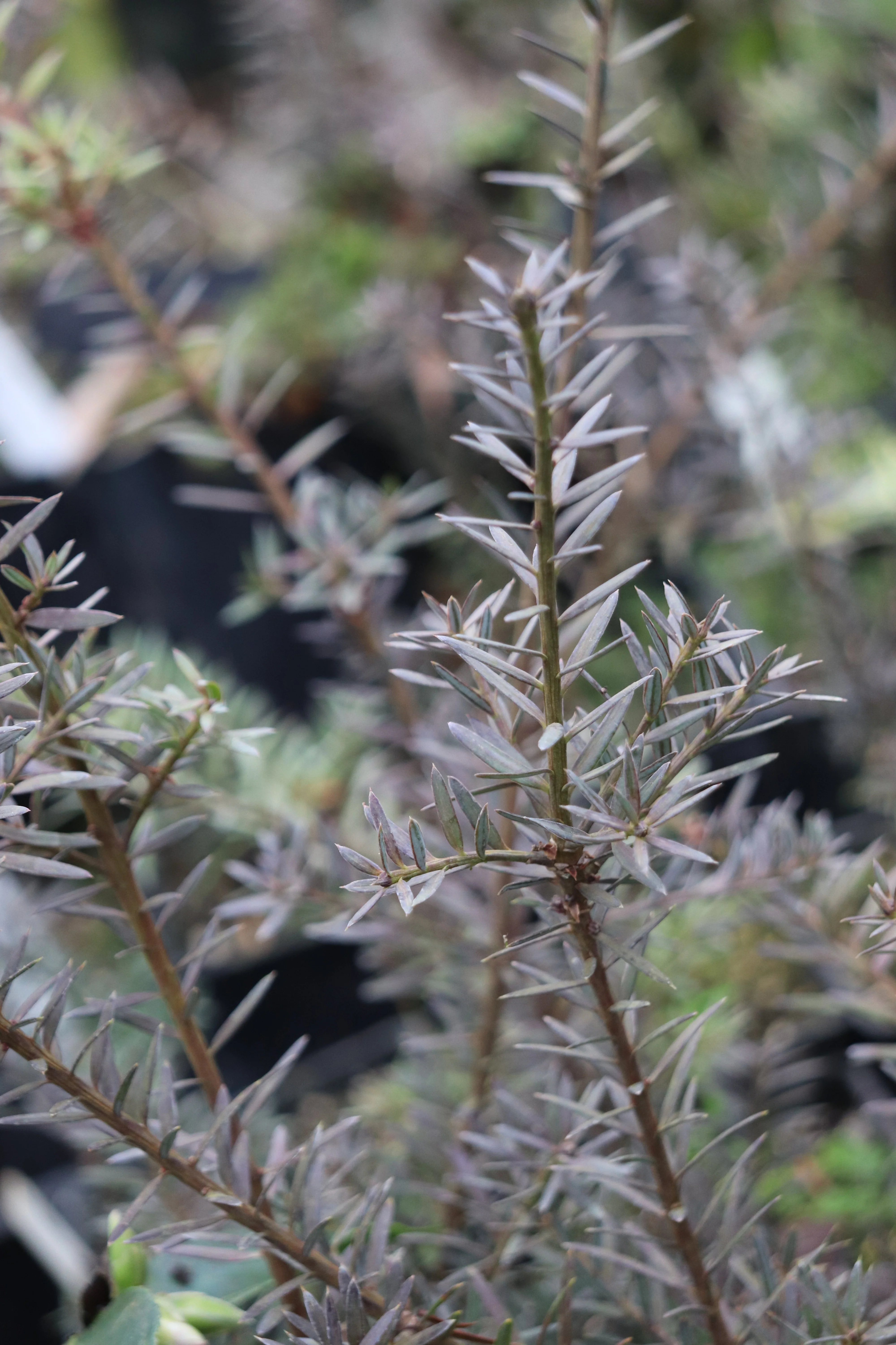 Podocarpus lawrencei x nivalis 'Orangeade' - Image 2