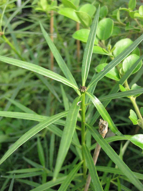 Podocarpus salignus - Image 2