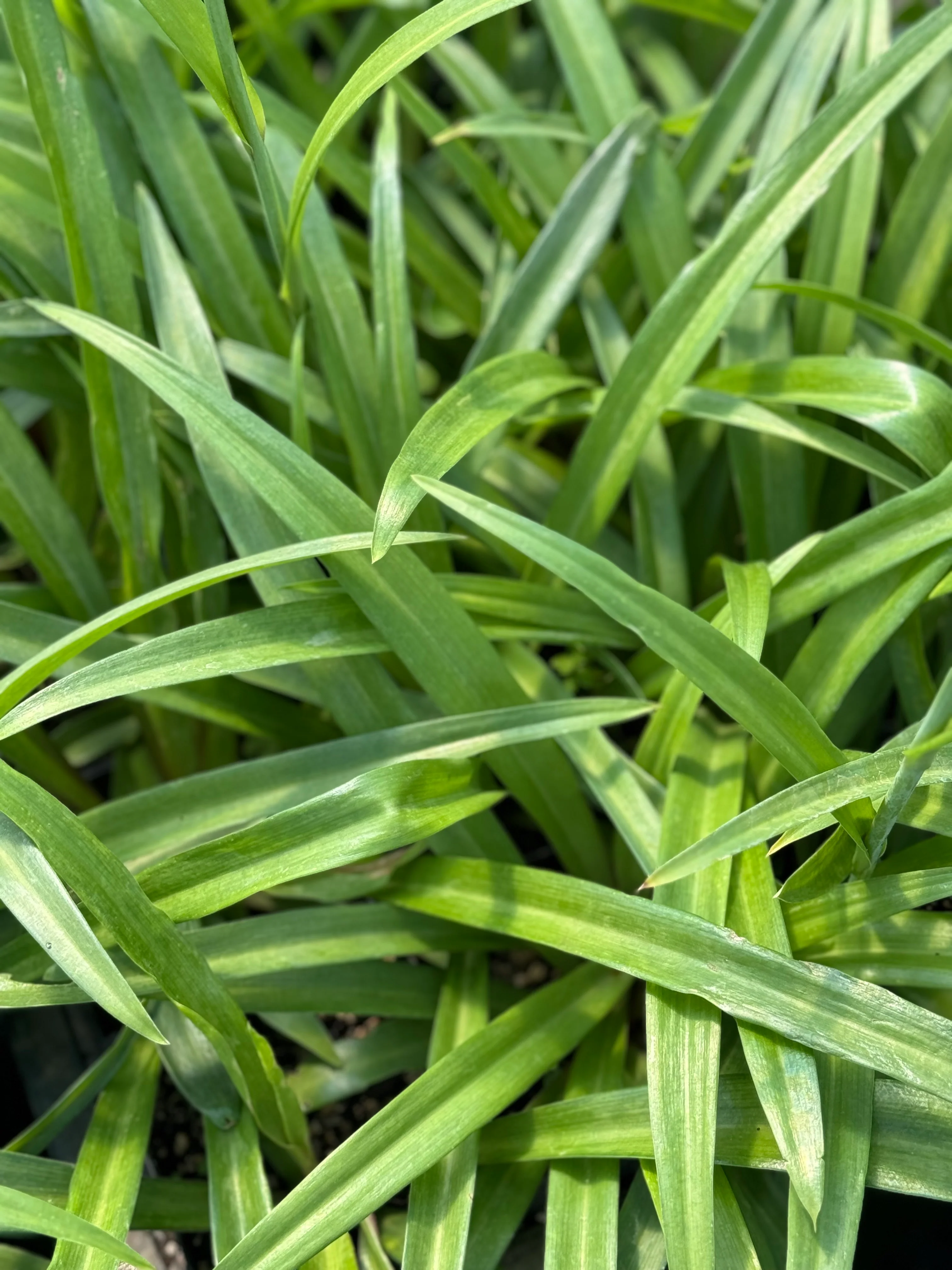 Polianthes x bundrantii 'Chirp' - Image 2